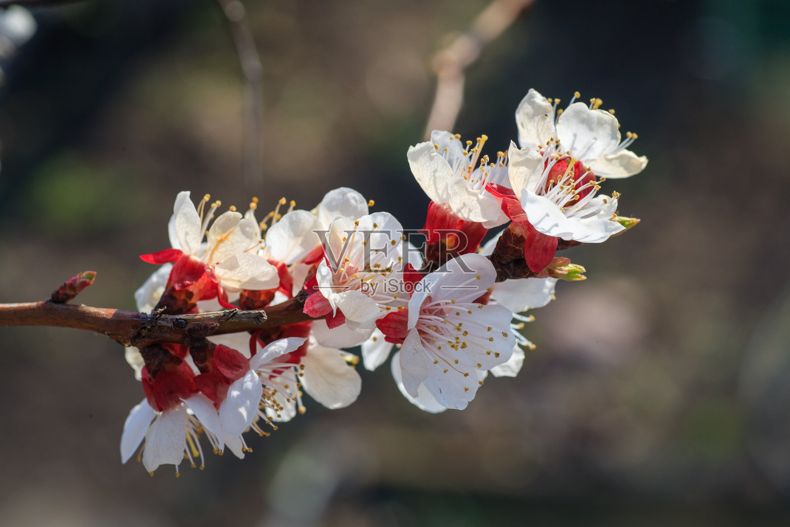 开着花的杏树的枝干照片摄影图片