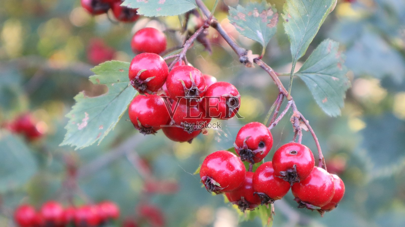 红色的浆果在灌木丛中照片摄影图片