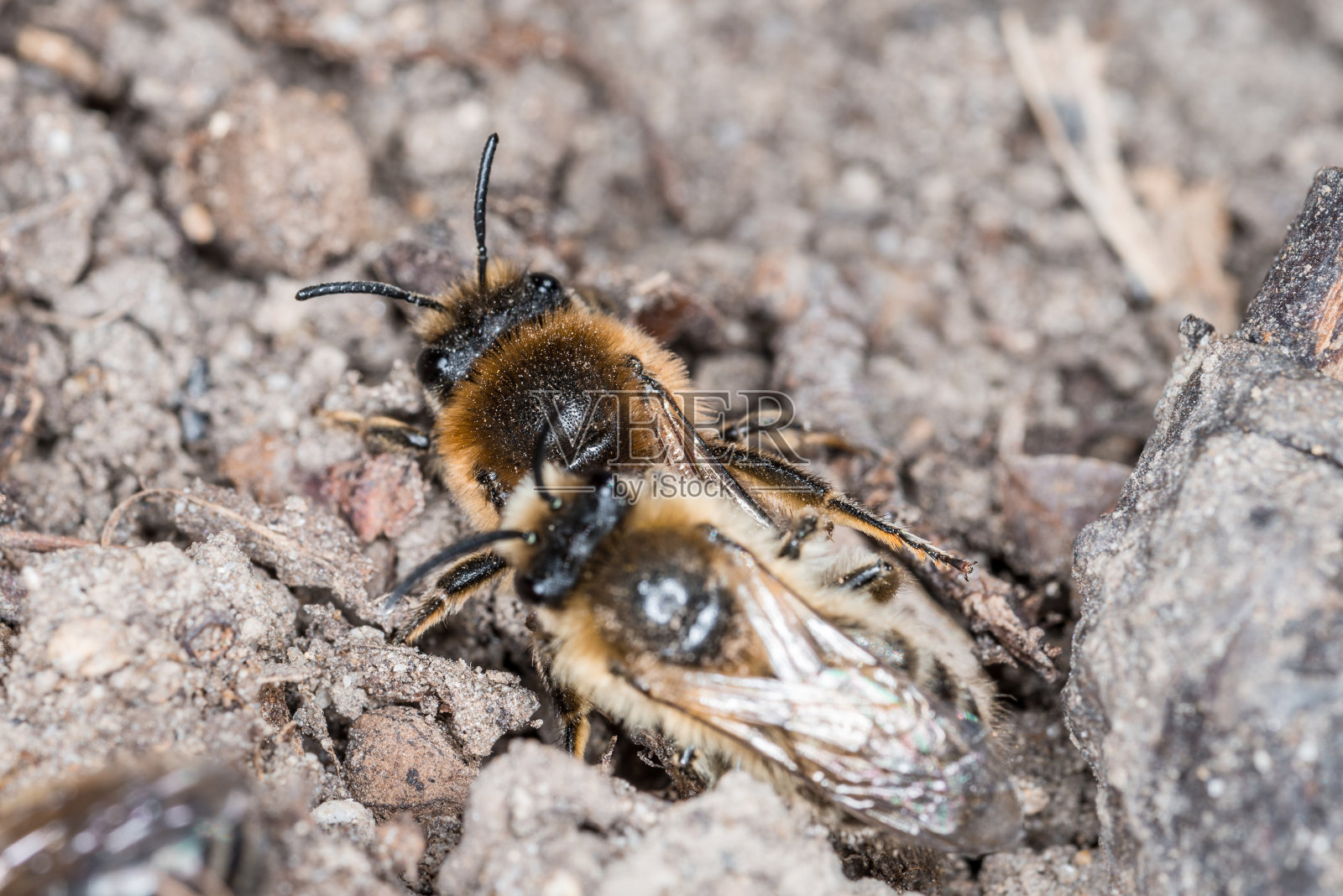 土蜂雌性和雄性在地面上进行繁殖和爱情嬉戏，德国照片摄影图片