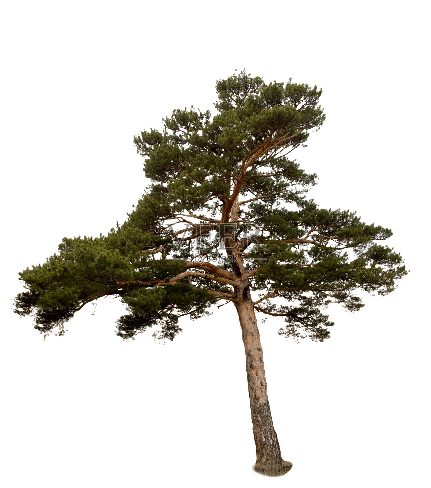 孤立在白色背景下的一棵壮丽的松树照片摄影图片