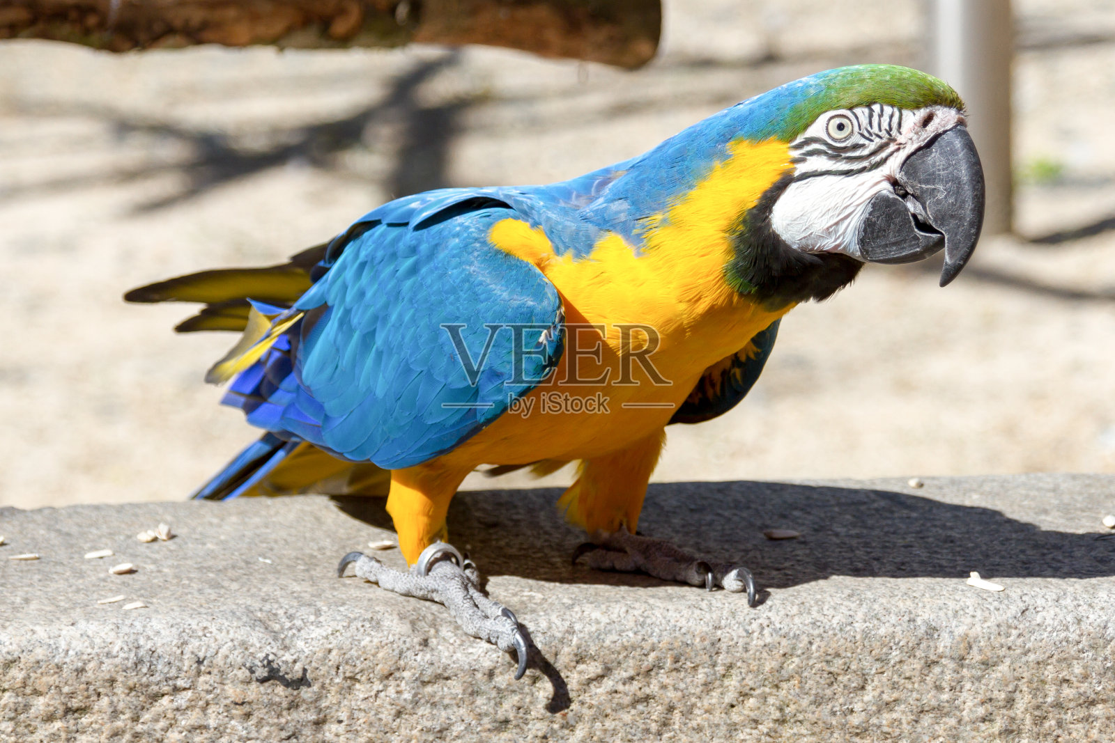 鹦鹉鹦鹉照片摄影图片