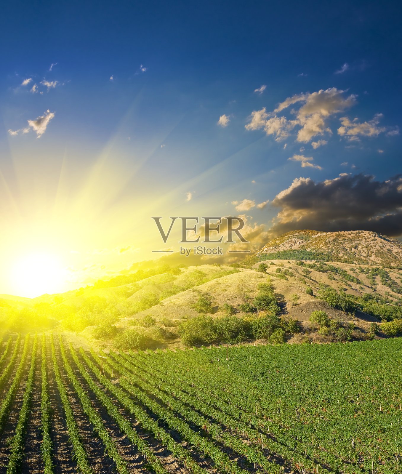 日出的葡萄园照片摄影图片