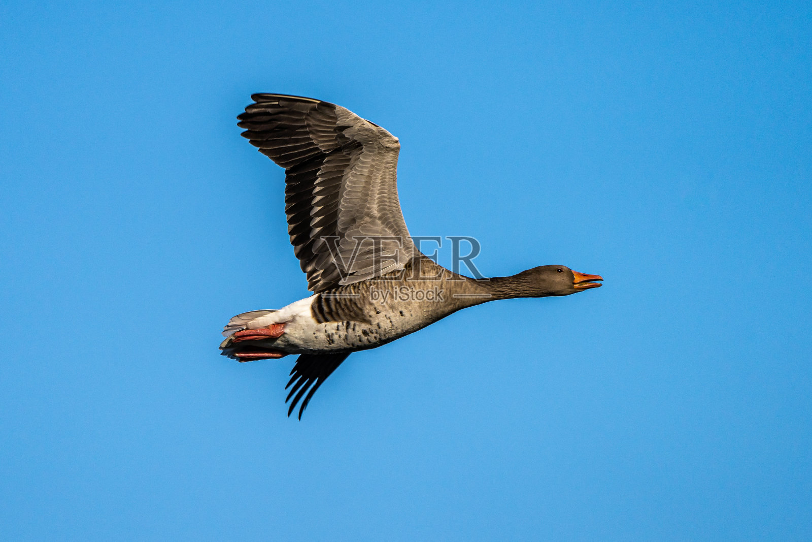 飞灰鹅是一种大型鹅照片摄影图片