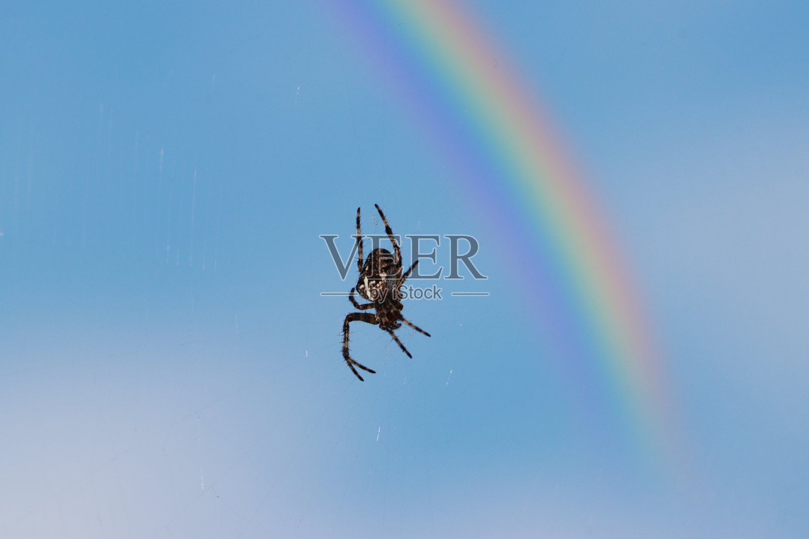 蜘蛛网上有蓝色的背景和彩虹照片摄影图片
