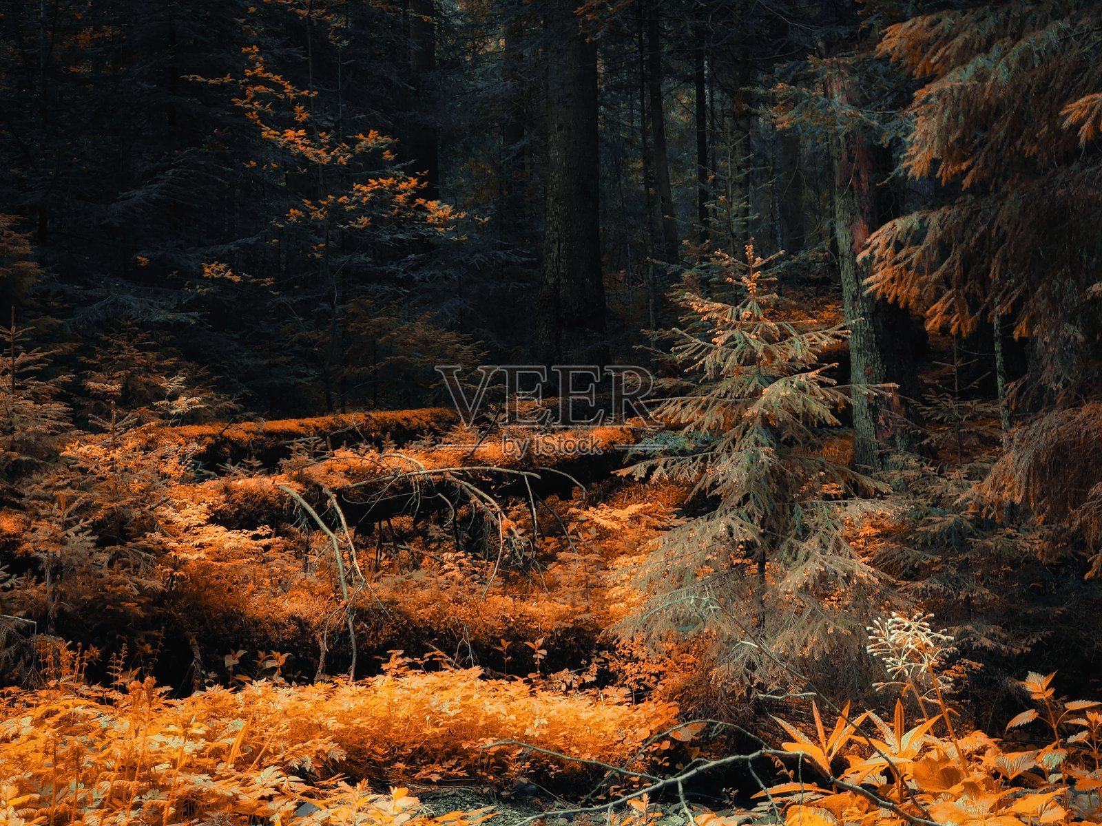 秋天的早晨，森林里一片神奇的地方，树上的叶子黄橙一片。照片摄影图片