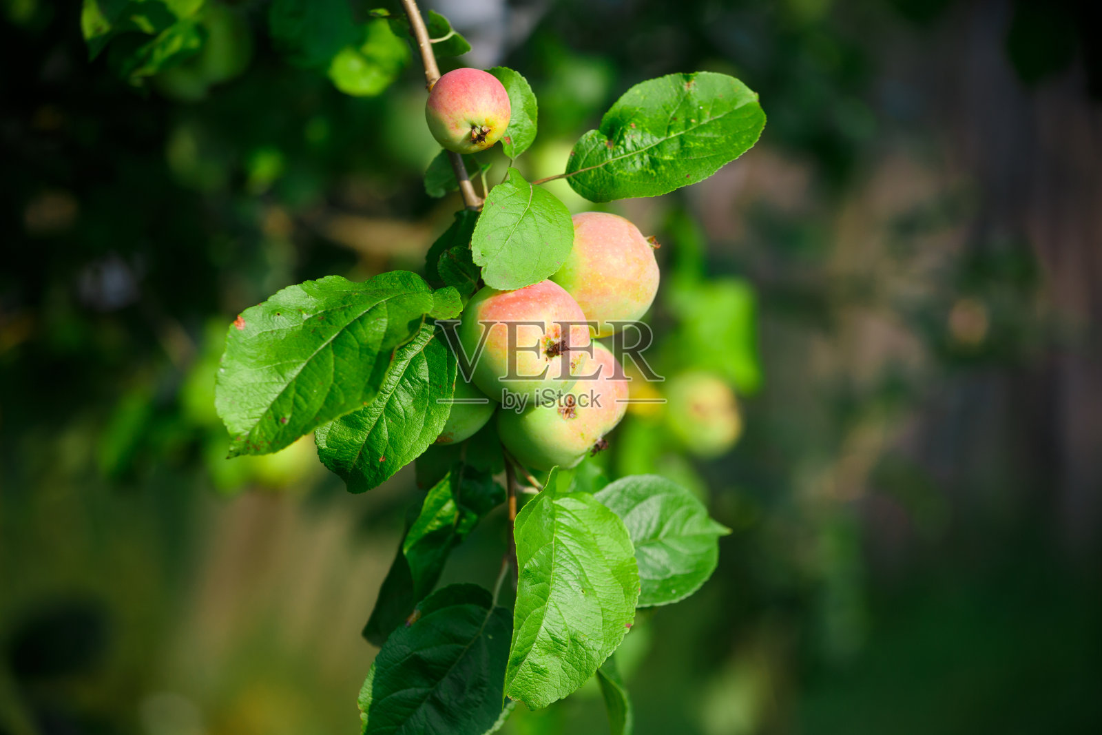 夏天树上的苹果照片摄影图片