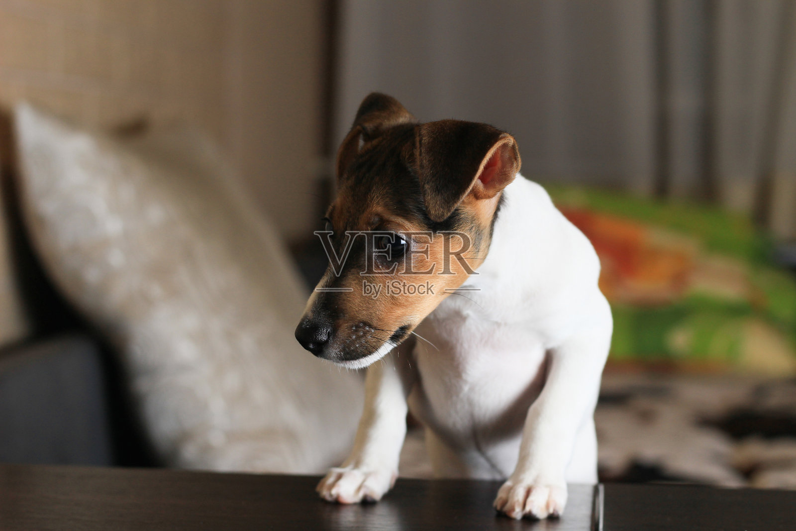 一个有趣的快乐小狗的家庭生活方式肖像。猎犬的品种是杰克罗素梗。照片摄影图片