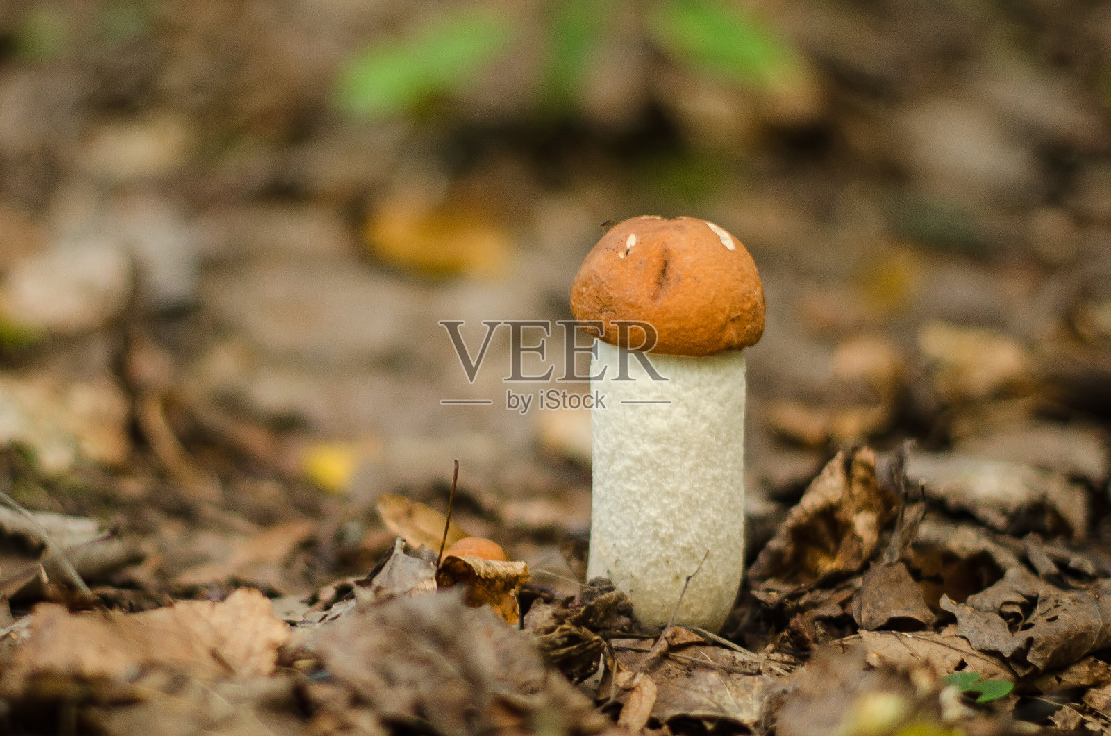 生长在森林中的蜡蘑照片摄影图片