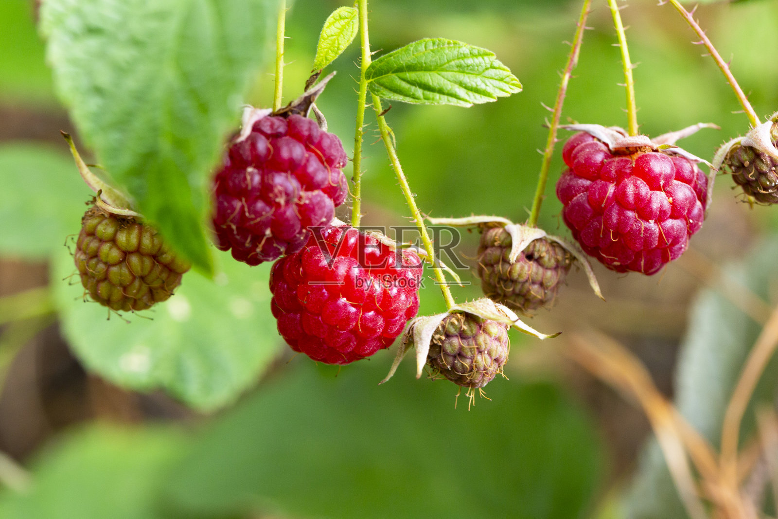 森林中成熟的树莓的一支。生长在覆盆子上的红色甜浆果照片摄影图片
