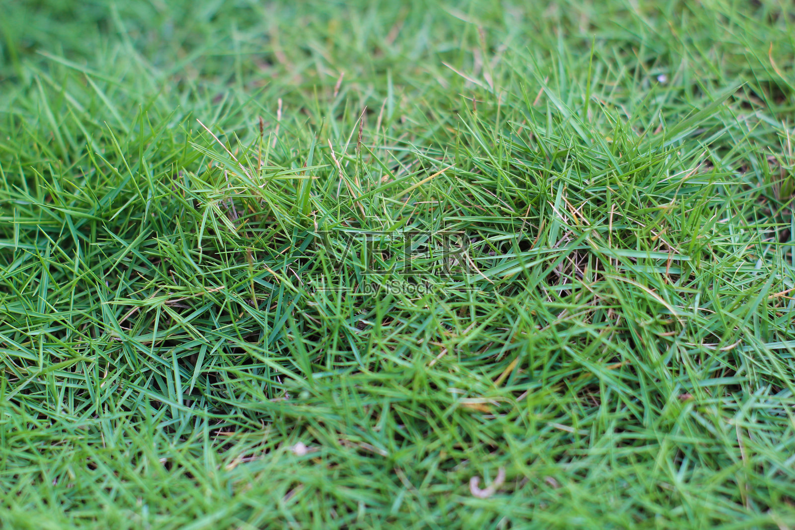 日本草长得很新鲜照片摄影图片