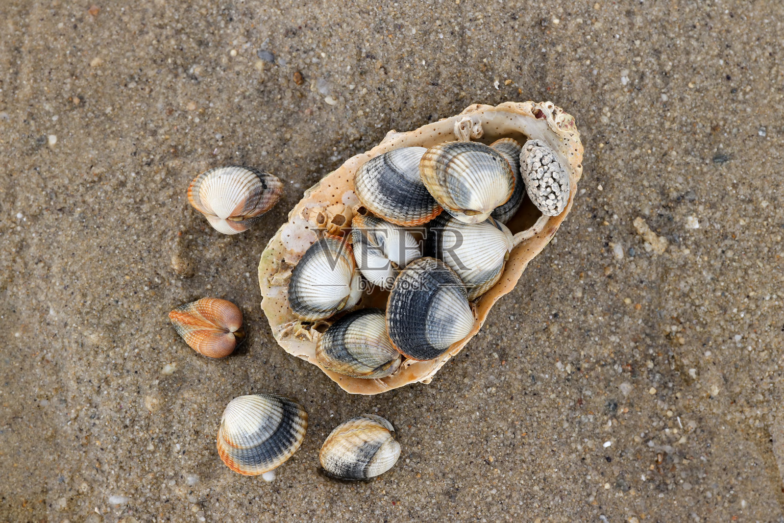 沙滩上常见的蛤——可食用的咸水蛤照片摄影图片