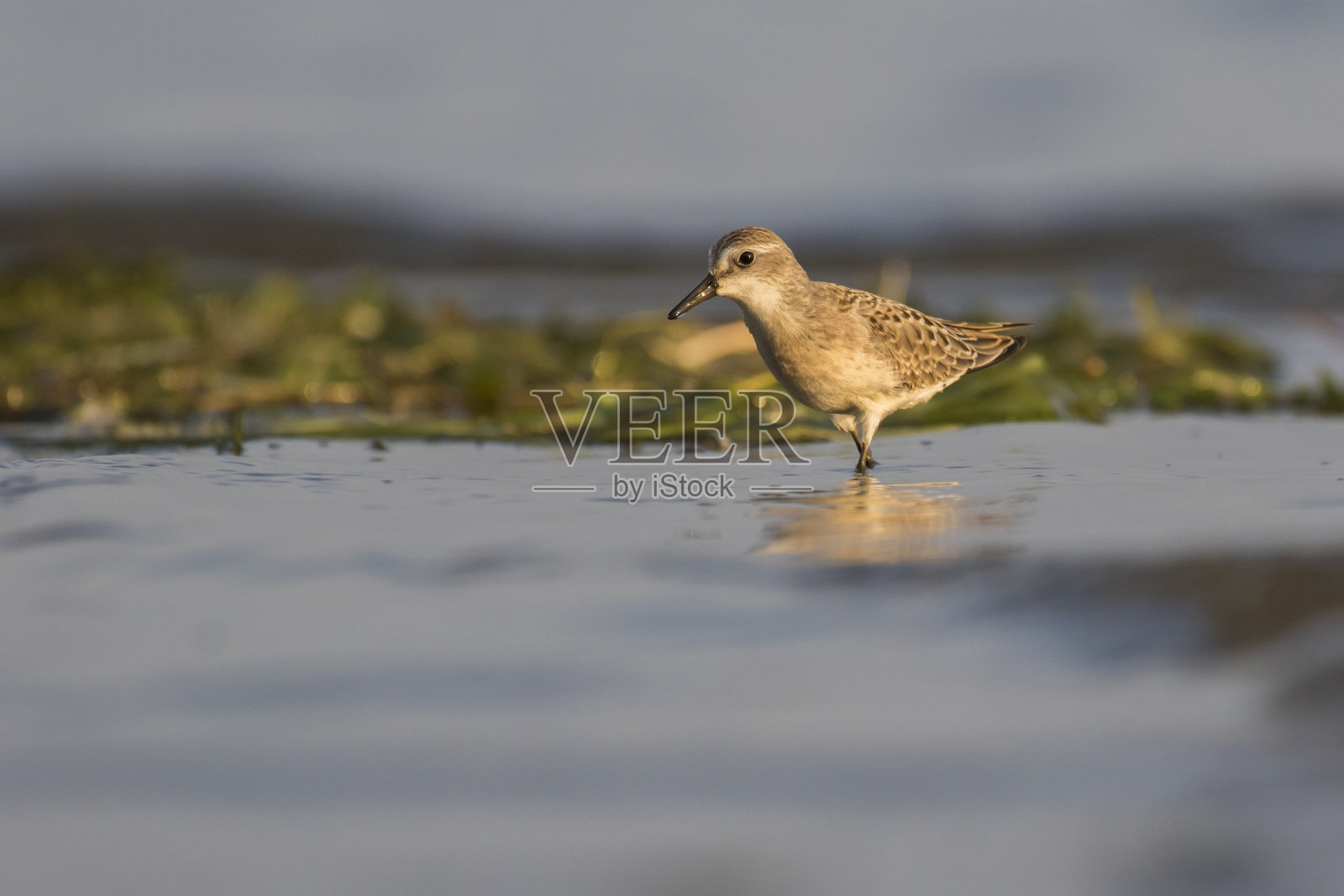 semipalmated鹬照片摄影图片