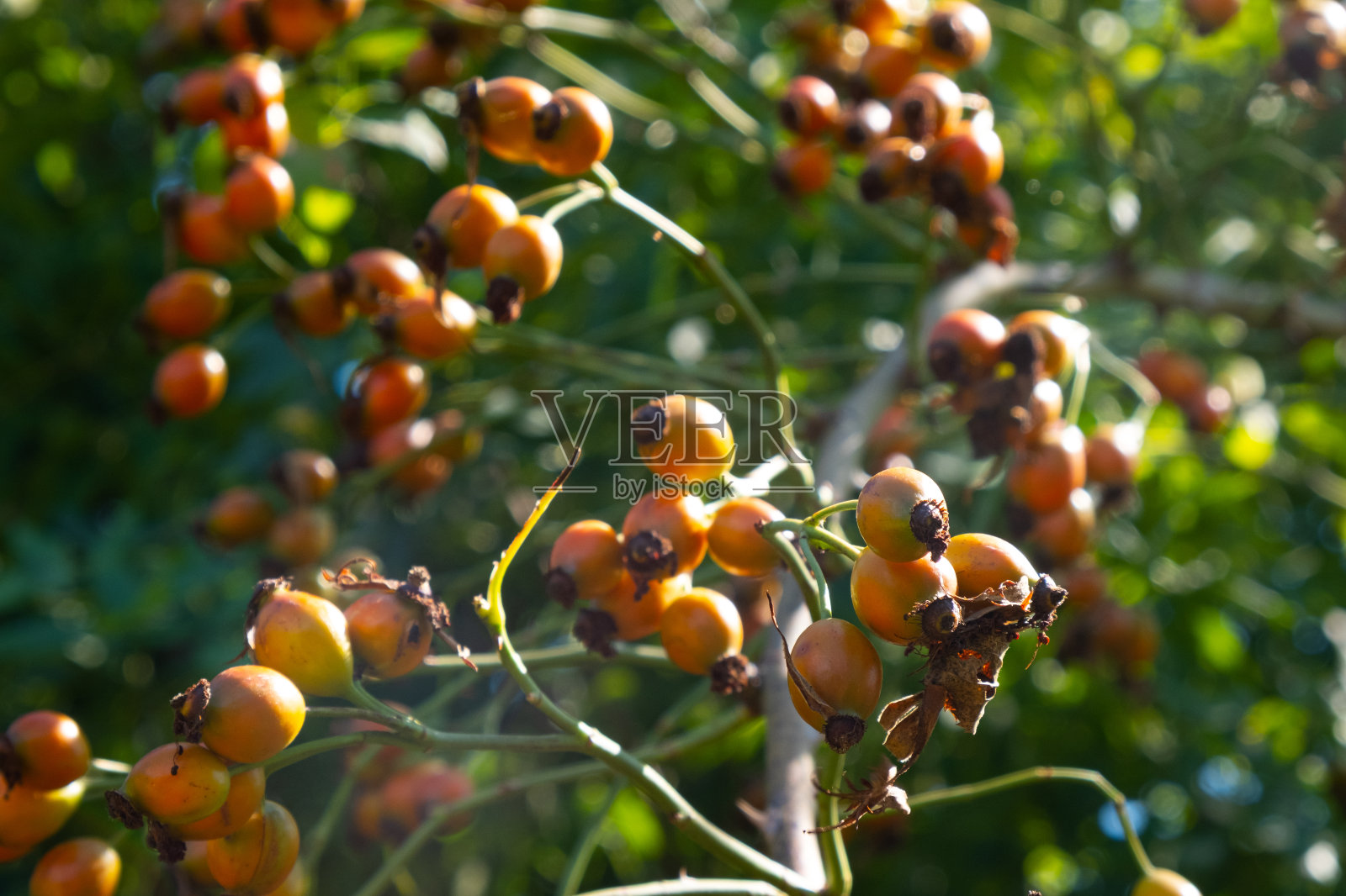 野橙玫瑰果，夏季玫瑰果灌木照片摄影图片