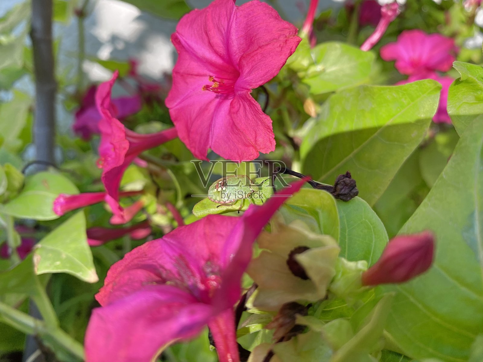 粉红色花朵上的绿色图钉照片摄影图片