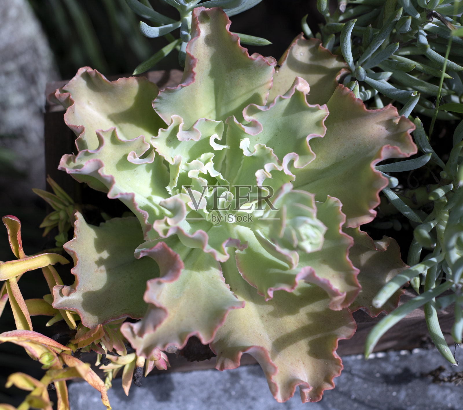 绿色多汁照片摄影图片