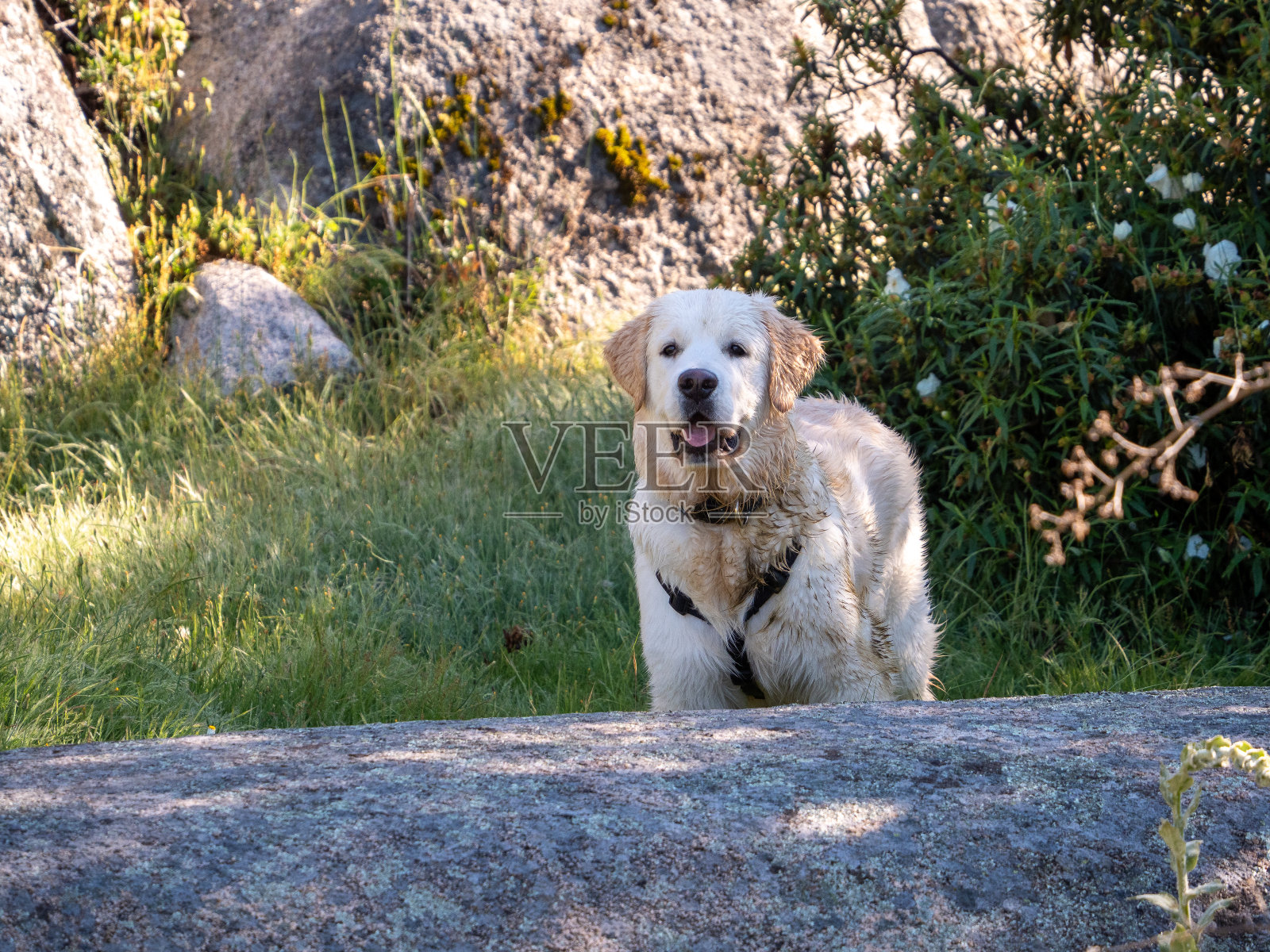 在乡村场景中，一只湿狗直望前方照片摄影图片
