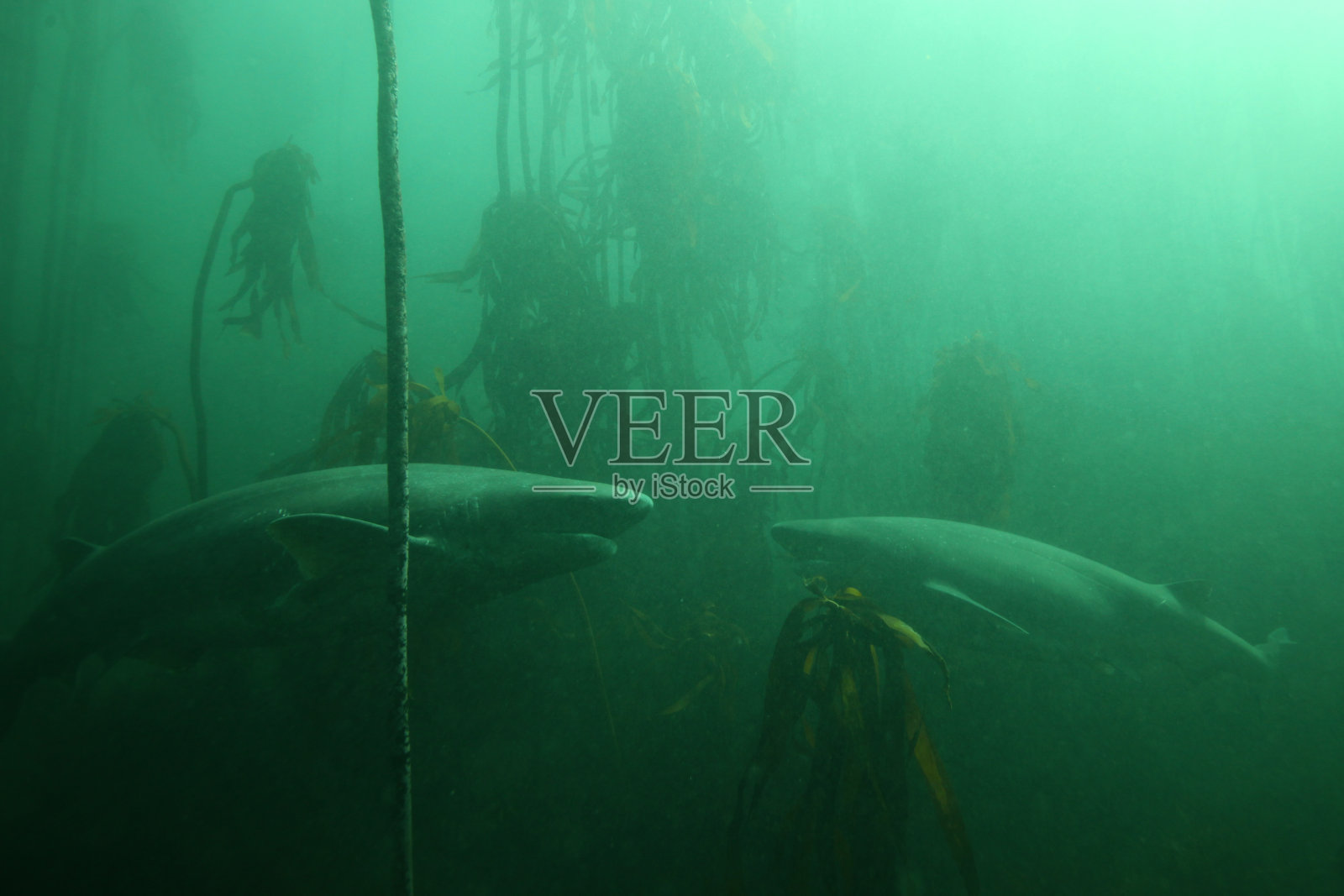 宽鼻七鳃鲨或牛鲨，Notorynchus cepedianus，在南非福斯湾的海藻森林中观察到照片摄影图片