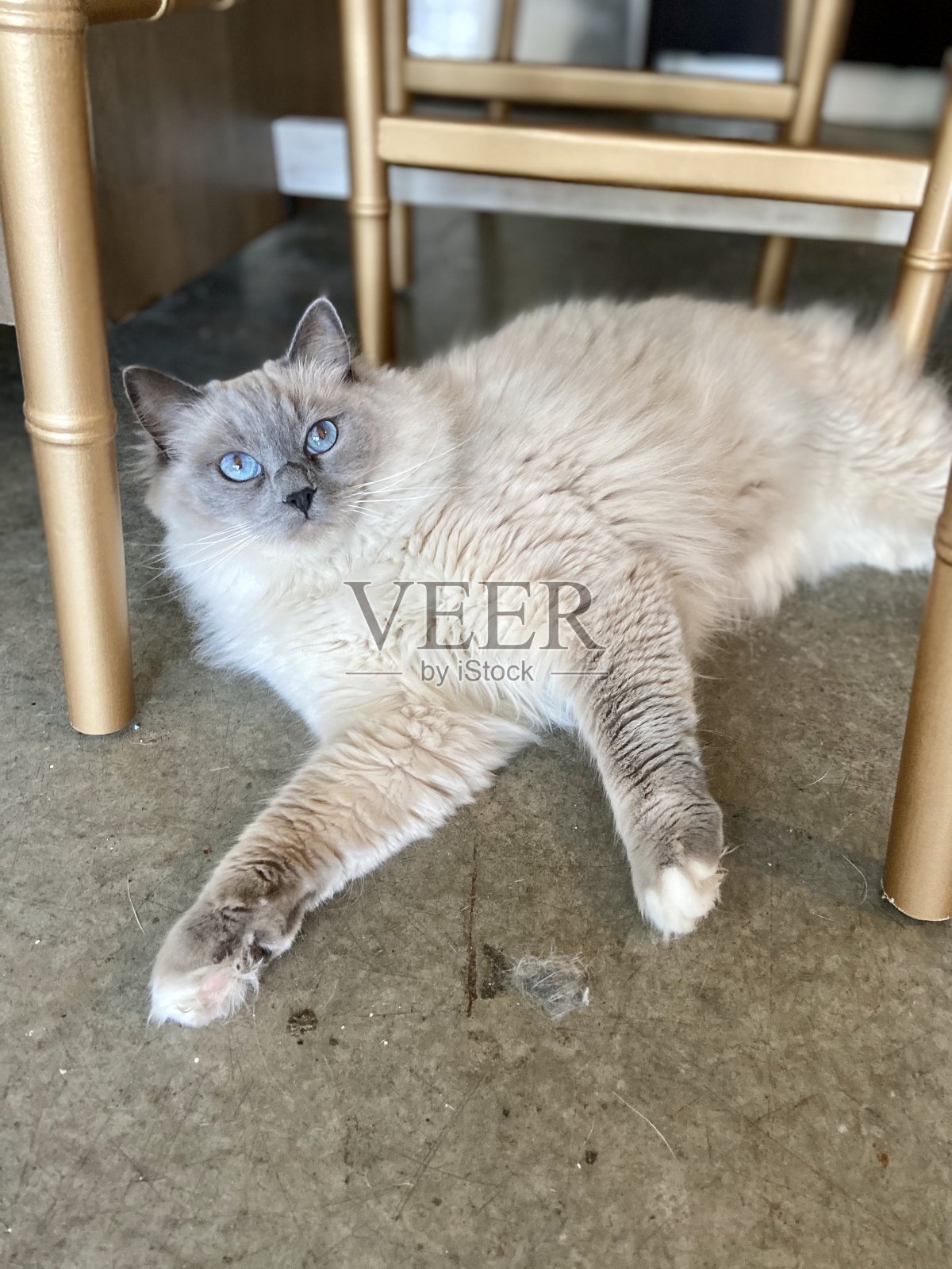 快乐的猫照片摄影图片