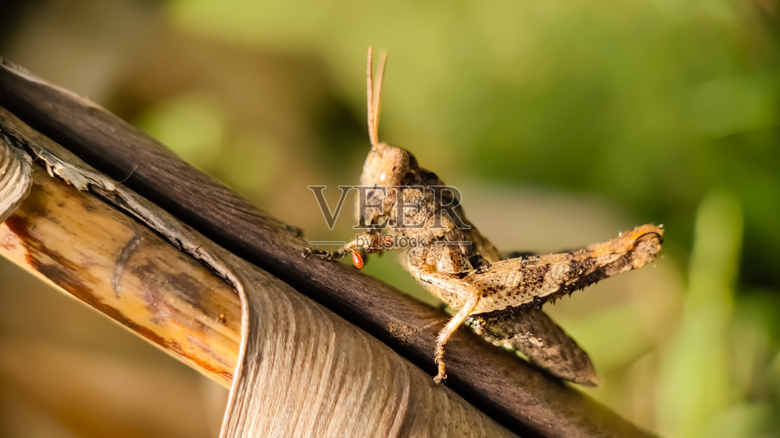 亚目caelifera照片摄影图片
