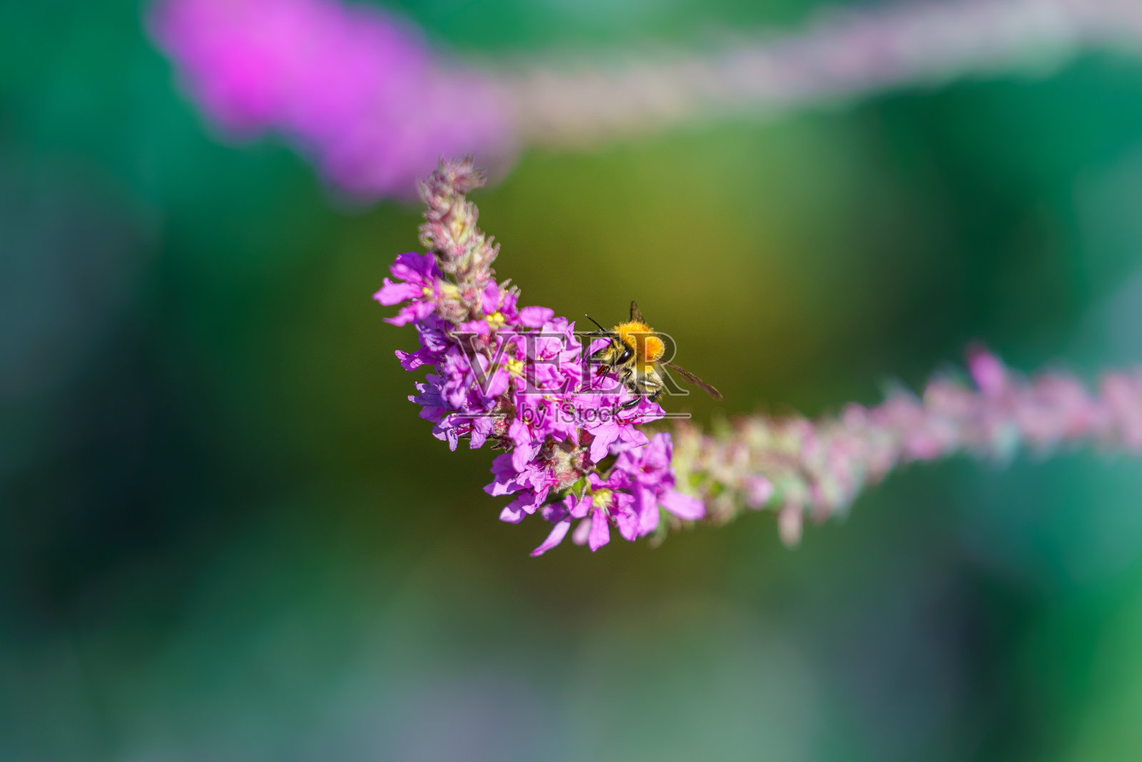 蜜蜂在宏观环境中觅食照片摄影图片