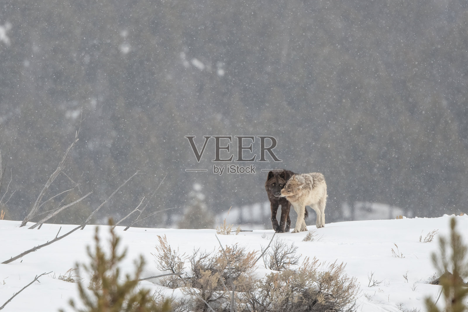 在黄石国家公园的雪地里，马鹿狼聚集在一起(接吻)照片摄影图片