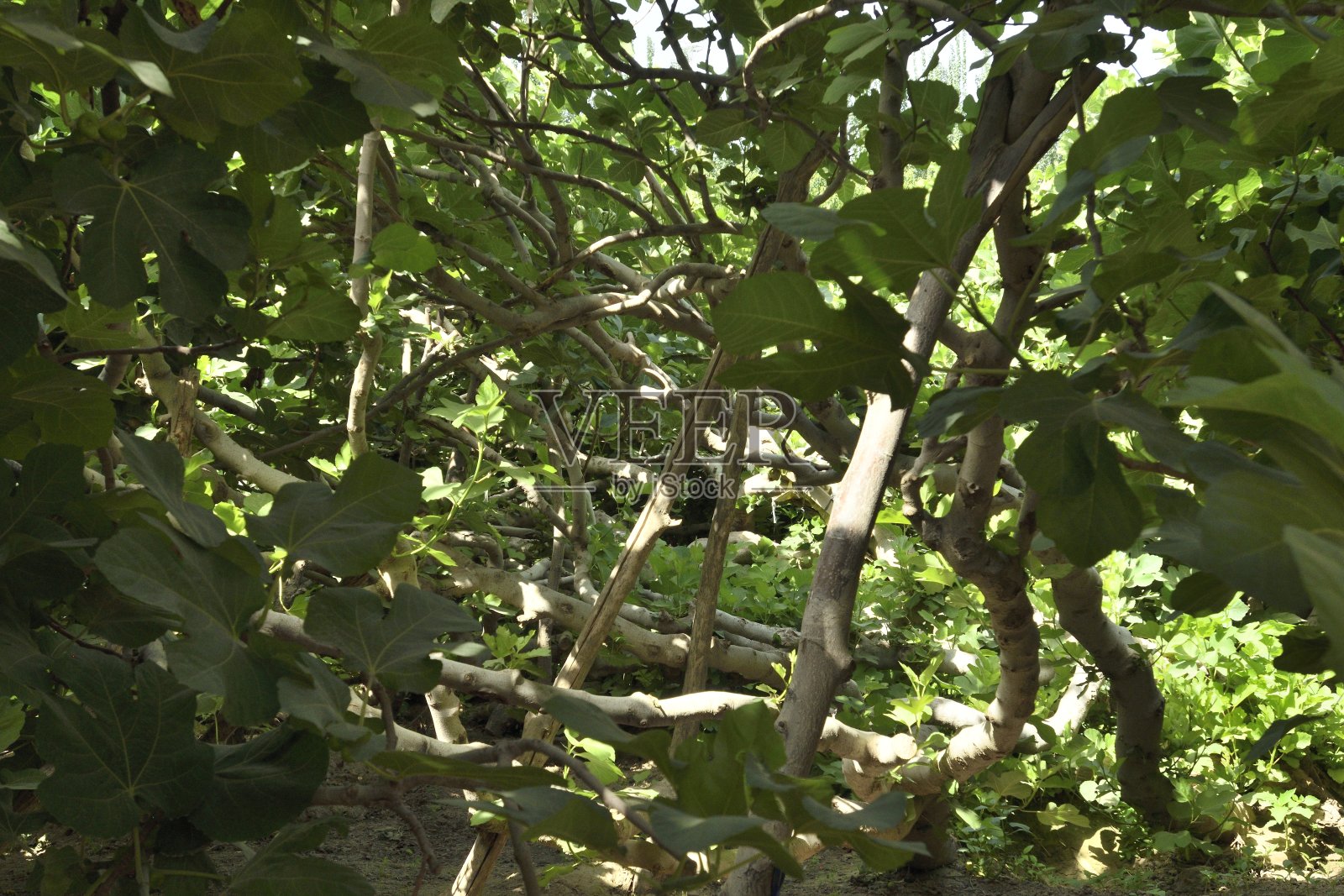 新疆维吾尔自治区无花果树之王照片摄影图片