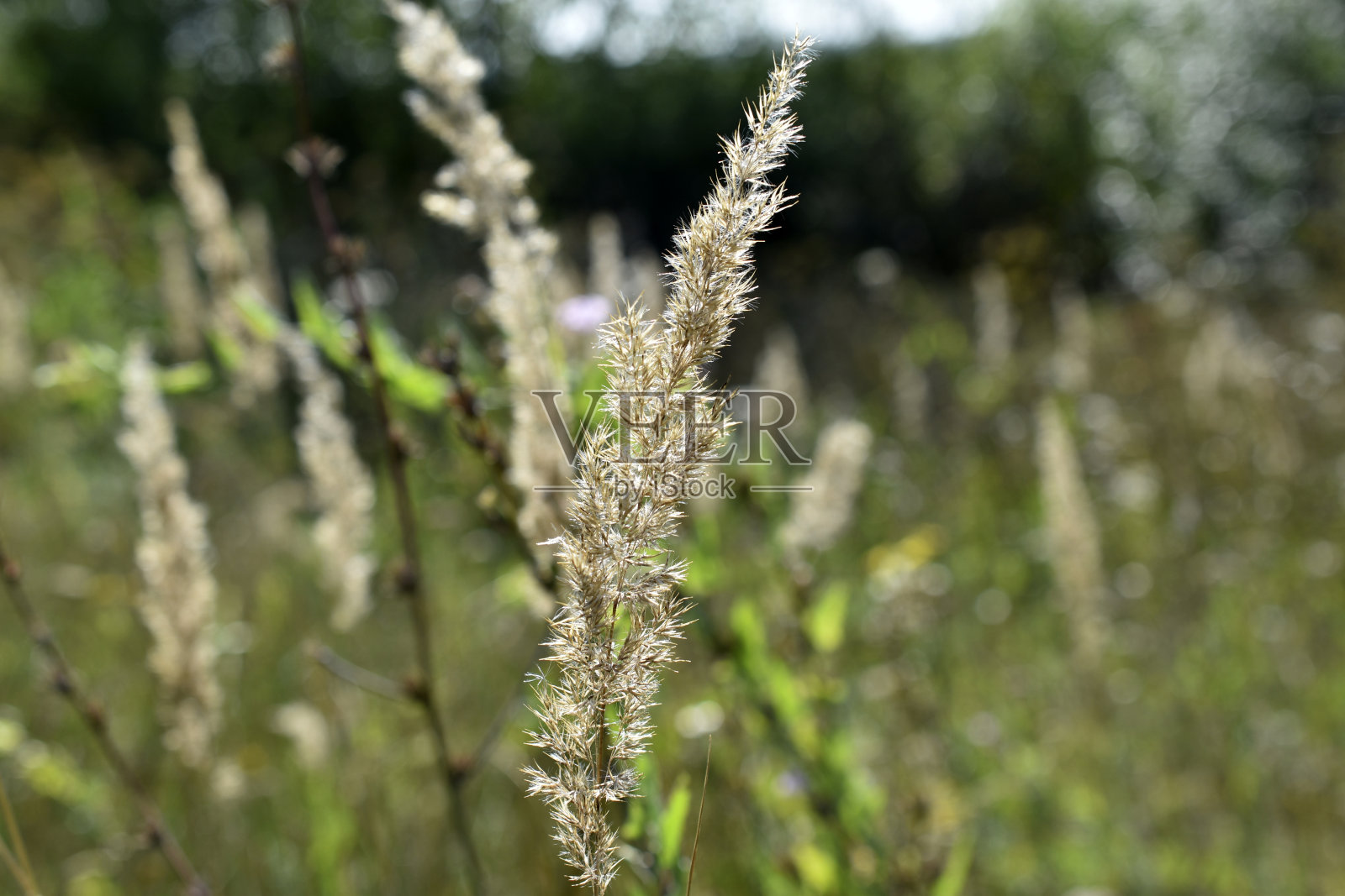一种多年生草本植物，属禾草科或蓝草科菖蒲属照片摄影图片