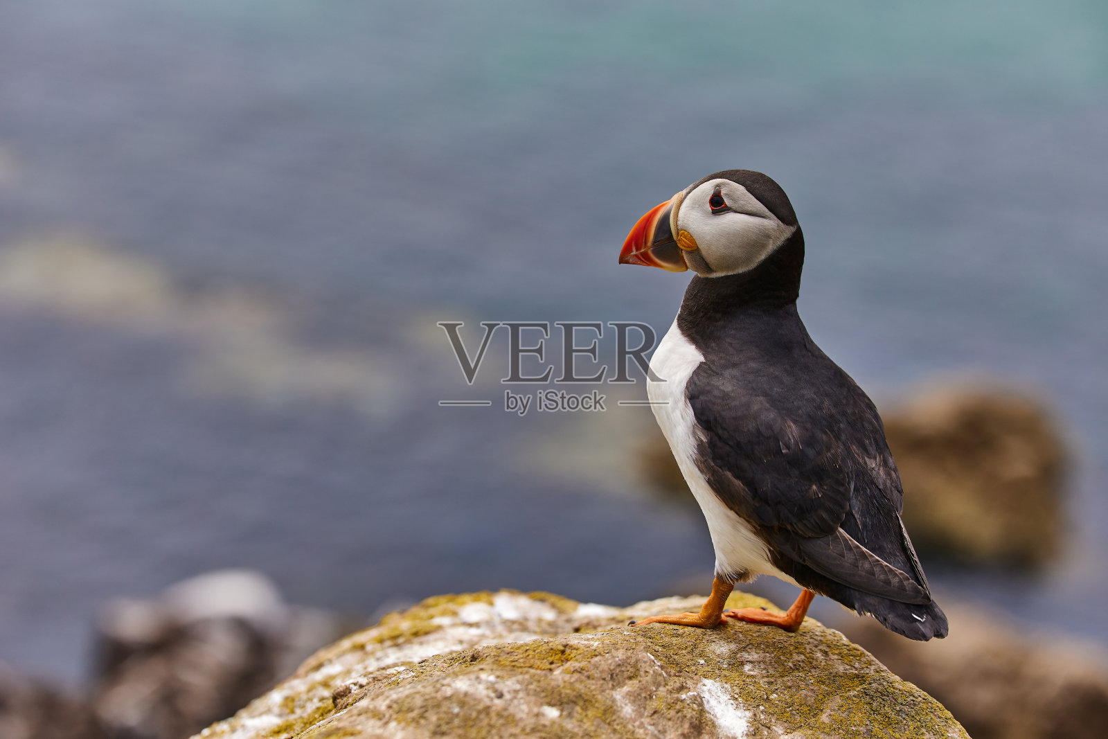 站在悬崖上的海雀。fratercula北极蛤属照片摄影图片