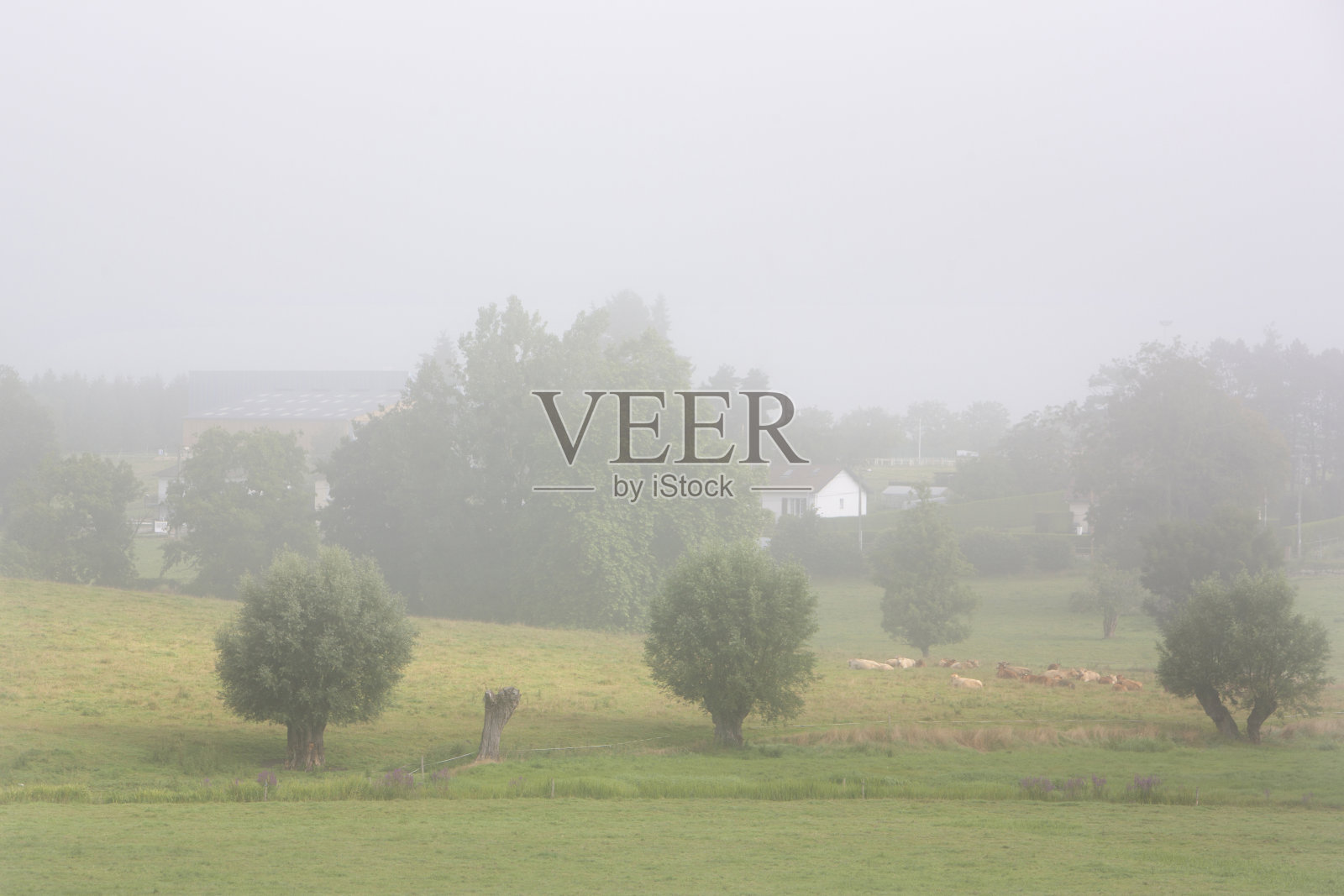 法国北部鲁昂和勒阿弗尔之间的地区公园里，雾蒙蒙的早晨，村庄附近的公牛和母牛照片摄影图片