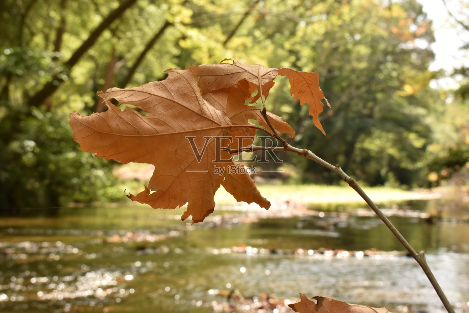 枯梧桐叶照片摄影图片