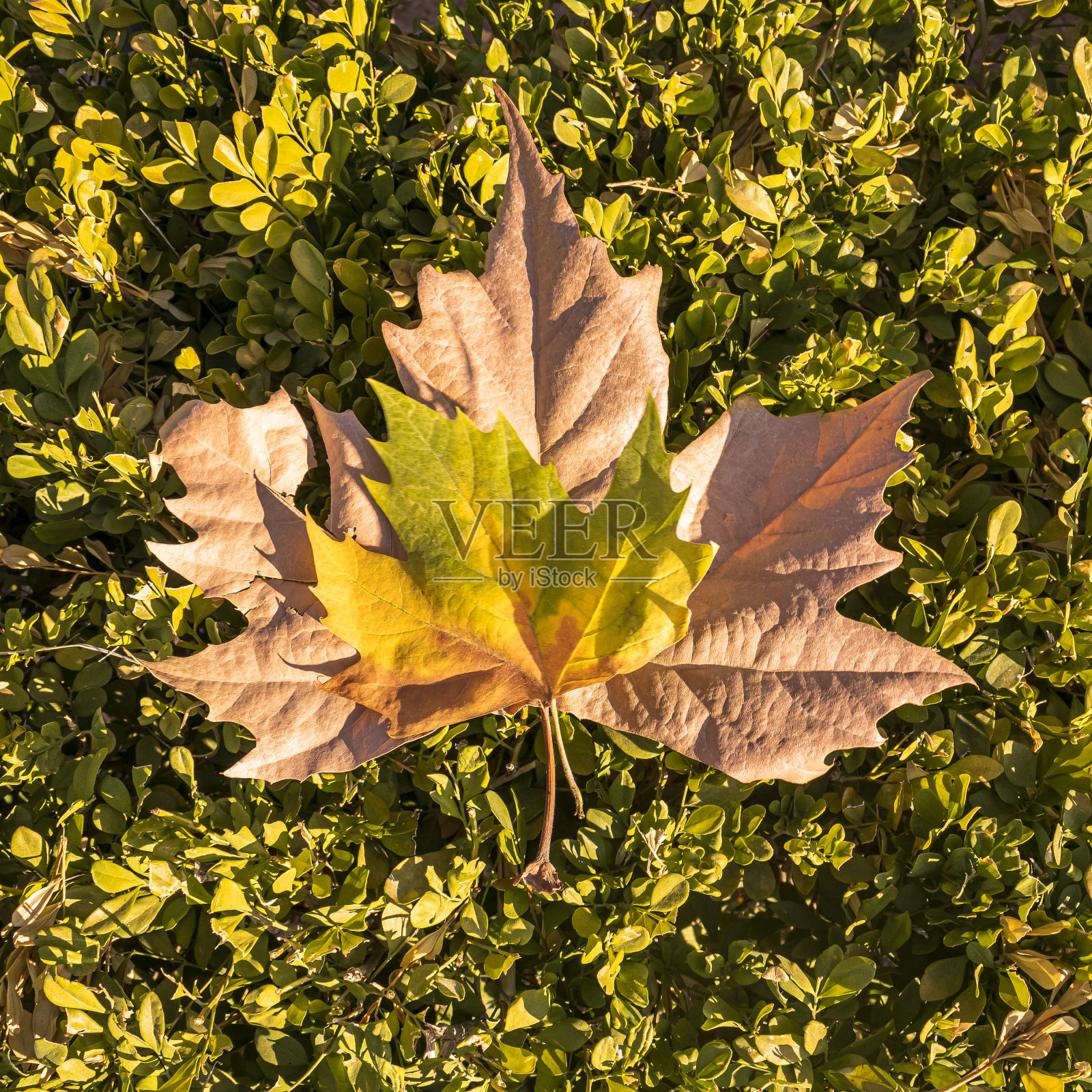 草地上的两片秋叶照片摄影图片