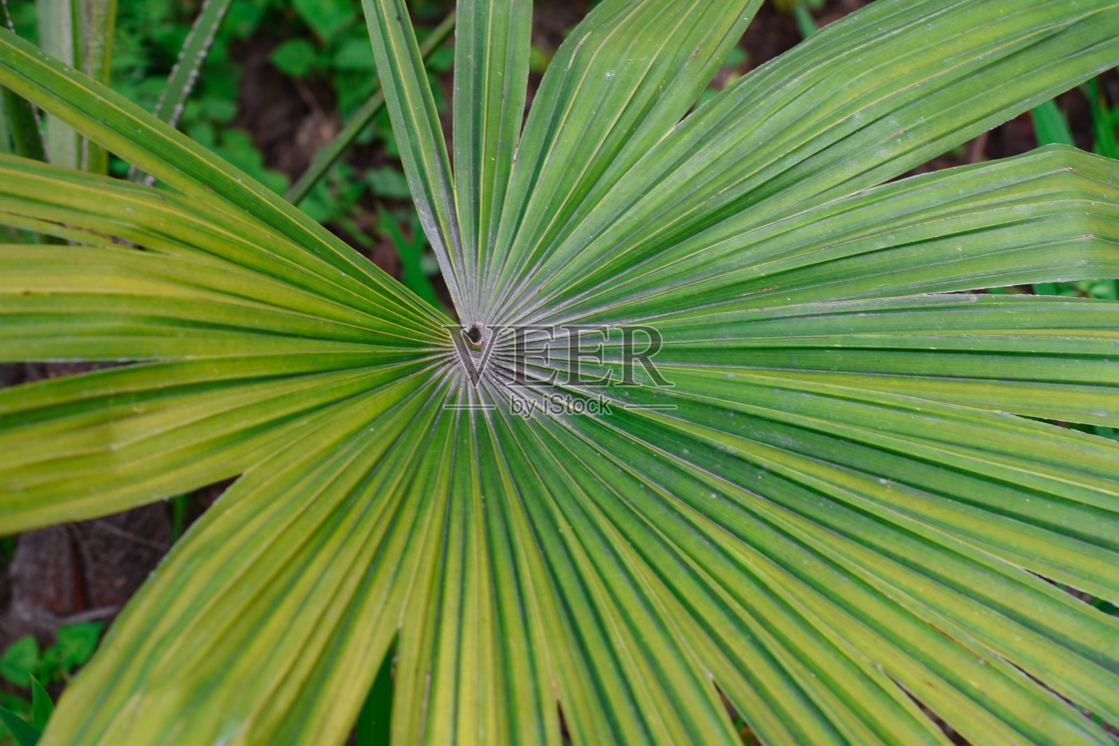 阿纳乌叶，俗称扇棕榈，一种热带棕榈。照片摄影图片