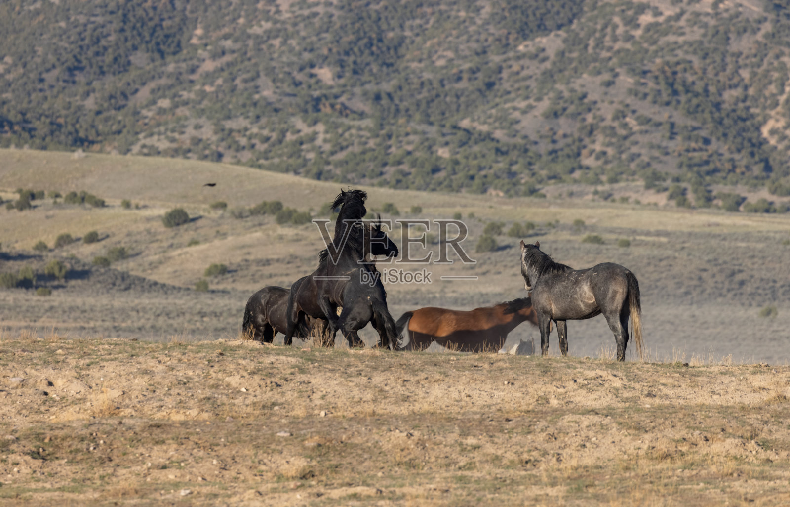 犹他州的野马战斗照片摄影图片