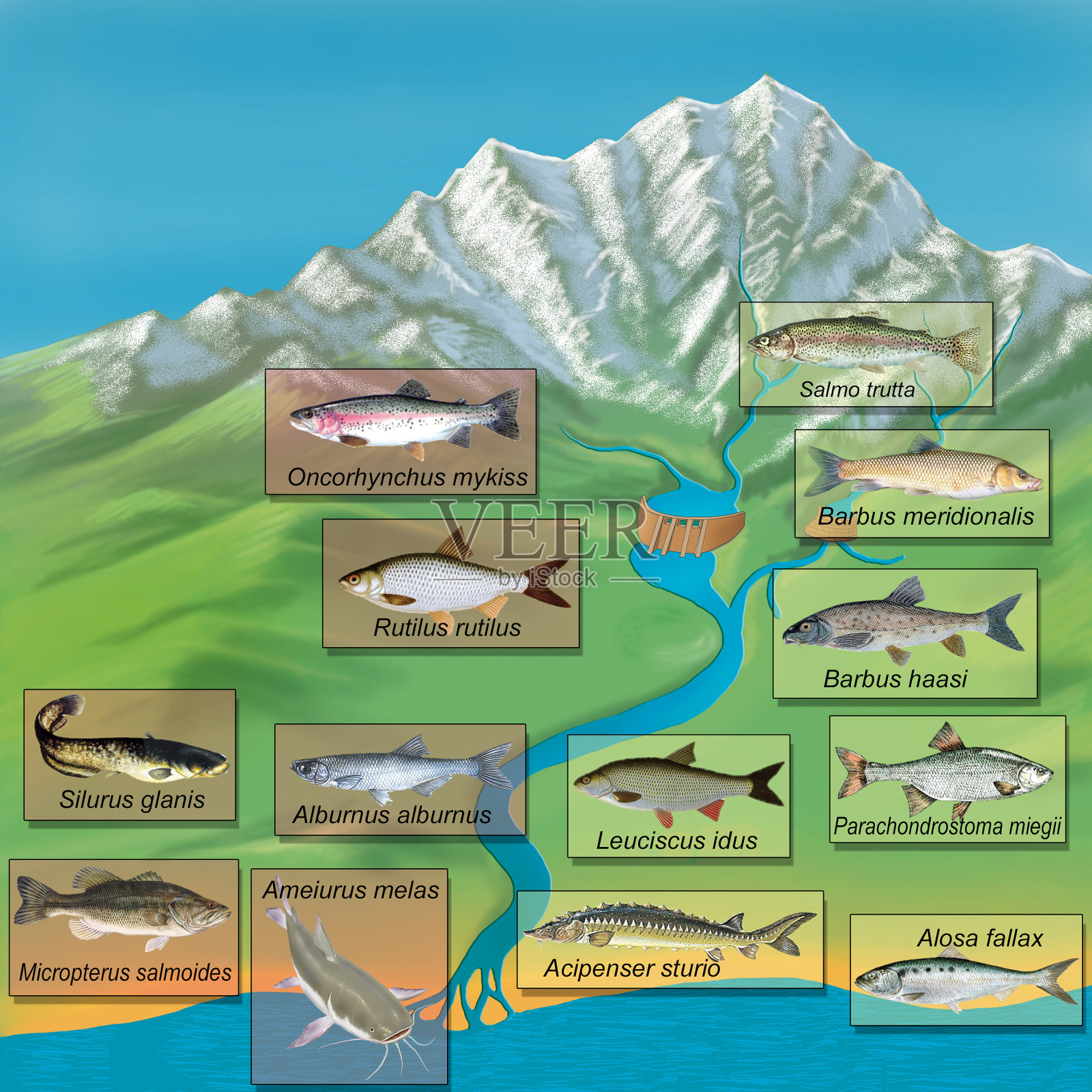 生态。河流的流向插画图片素材