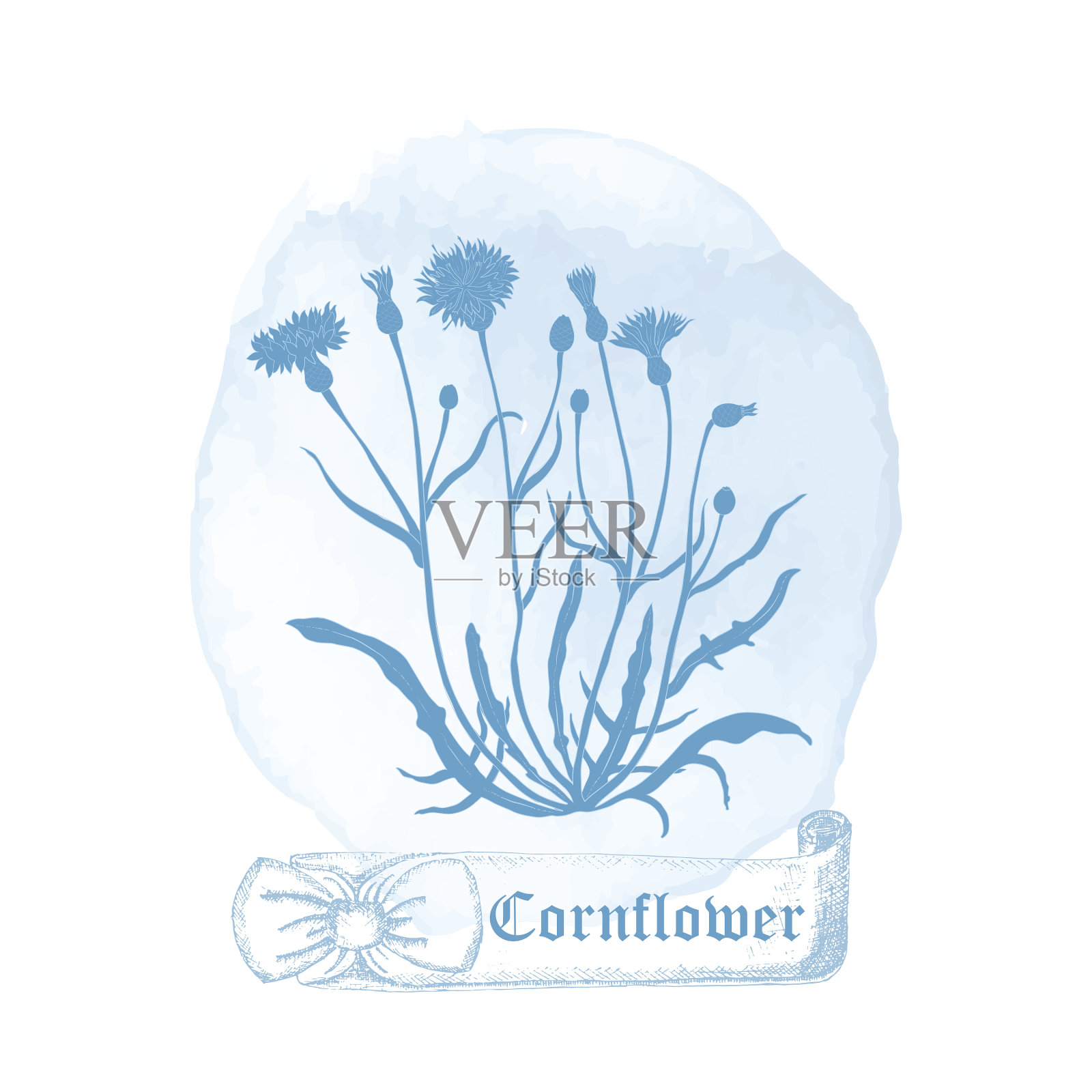 徽章与矢车菊植物和水彩斑点插画图片素材