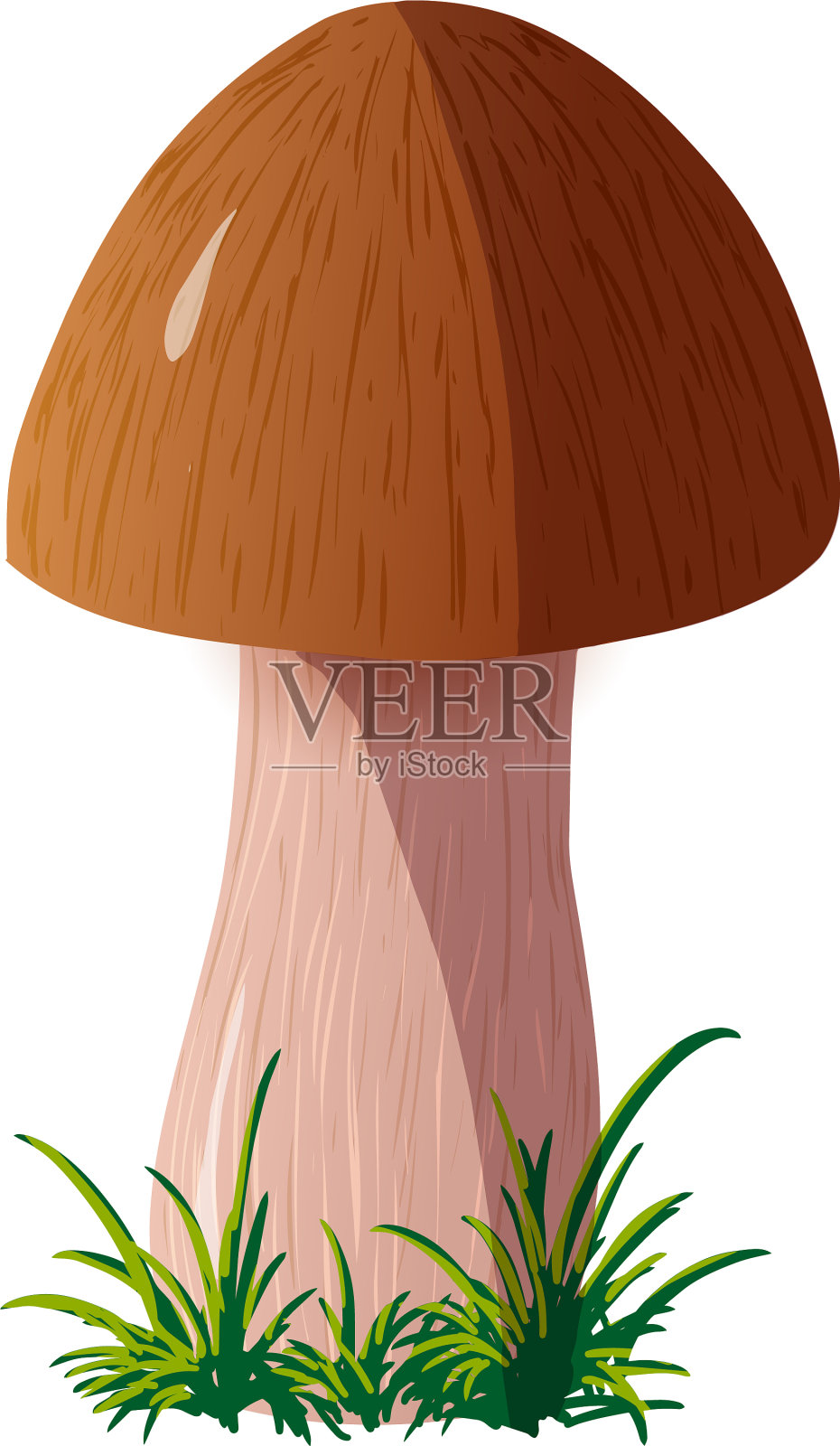 蘑菇分离在白色的背景设计元素图片