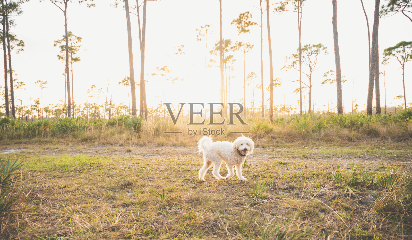 小可爱的白色宠物狗项圈在森林黄昏照片摄影图片