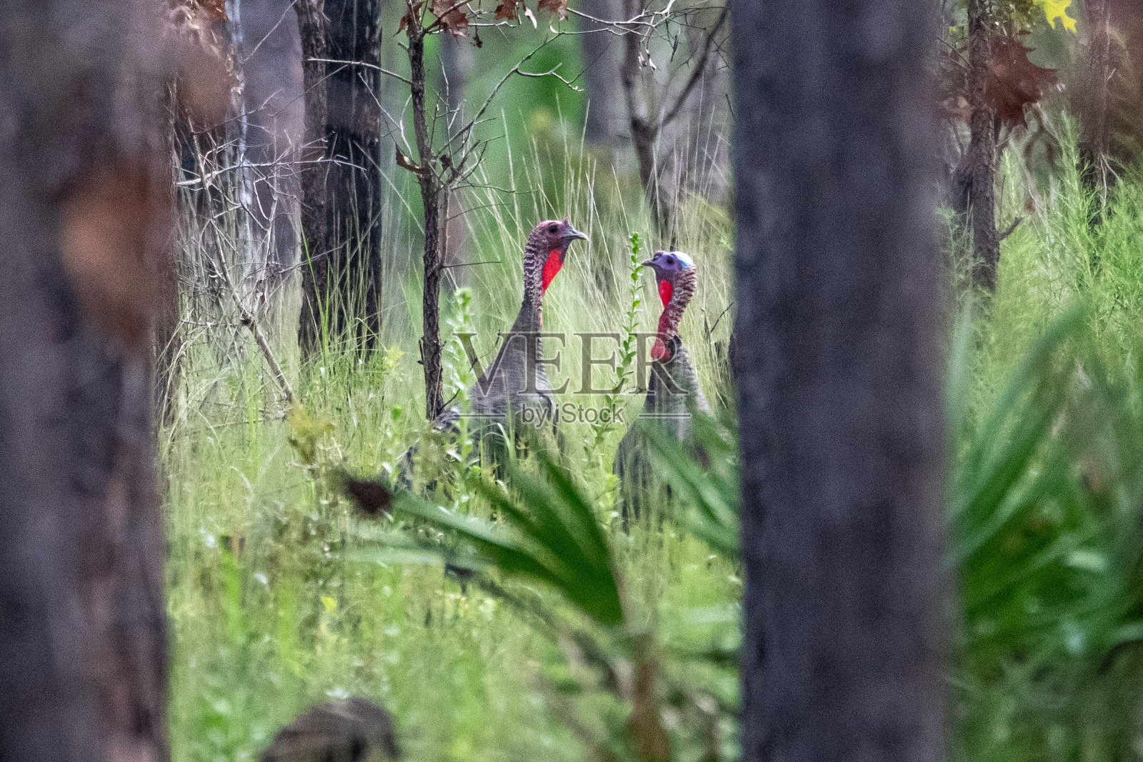 佛罗里达灌木丛中的一对野生火鸡照片摄影图片