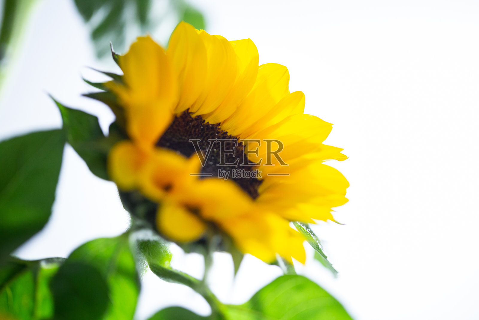 向日葵工作室拍摄的白色背景照片摄影图片