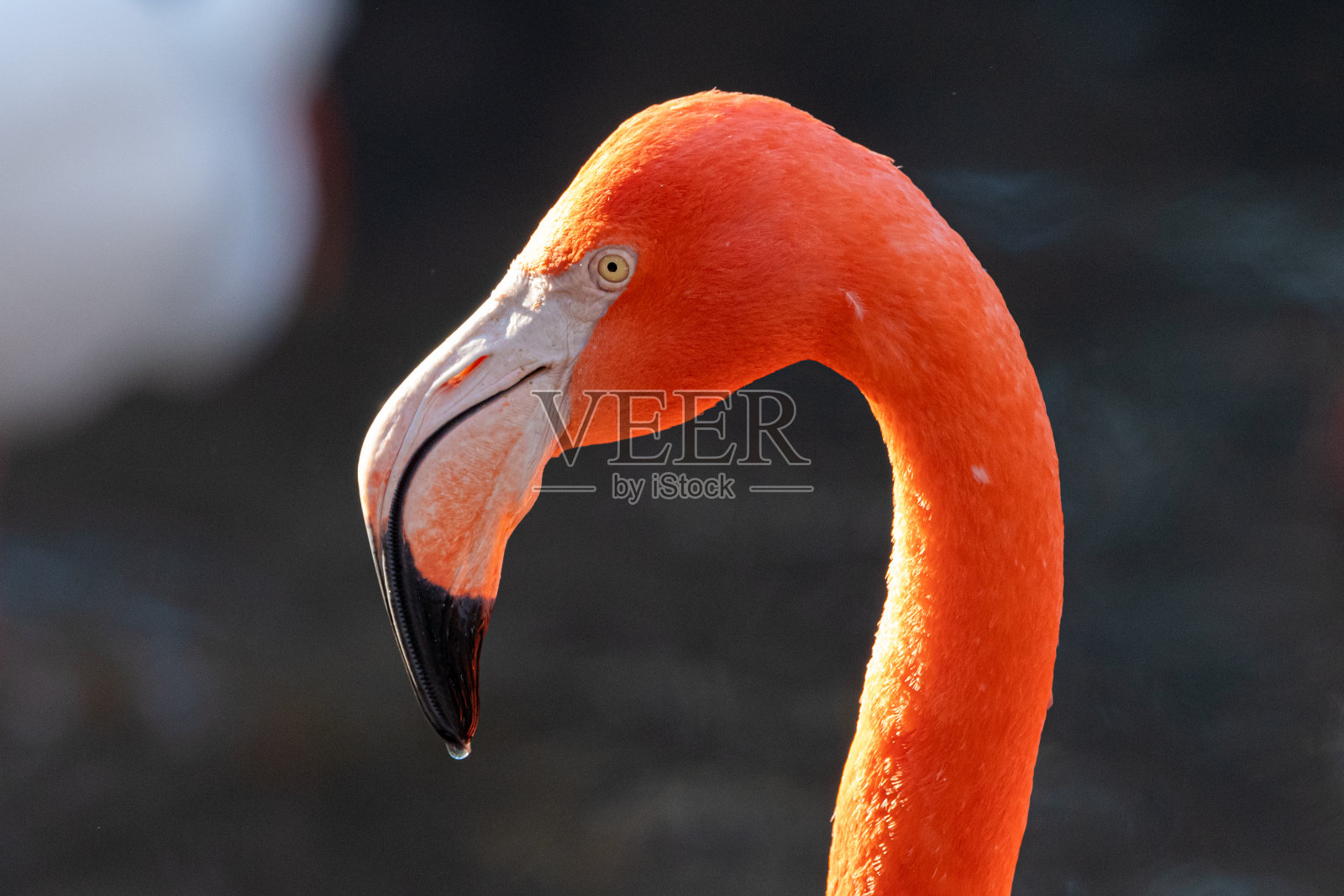 火烈鸟的肖像照片摄影图片