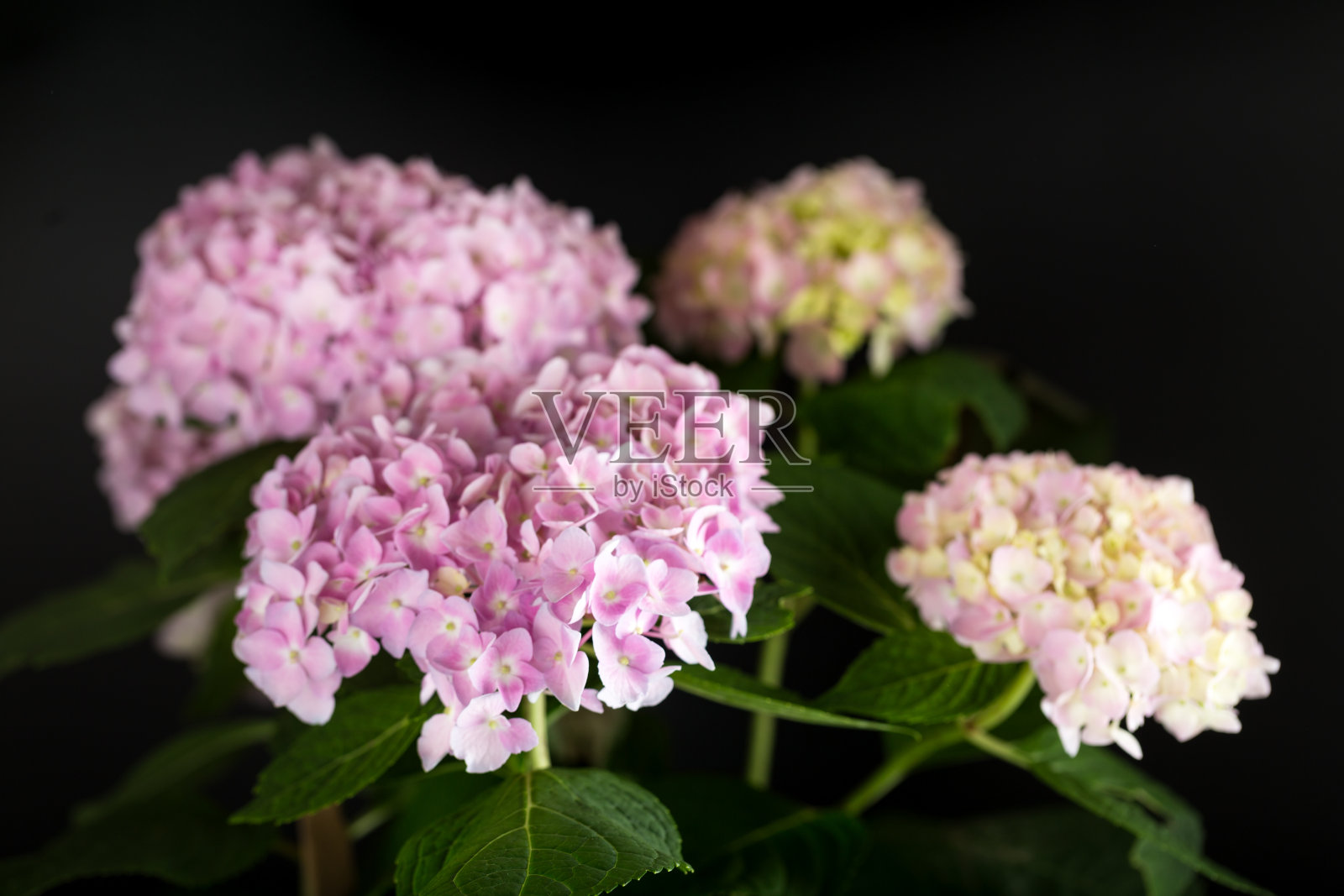 绣球花工作室拍摄黑色背景照片摄影图片