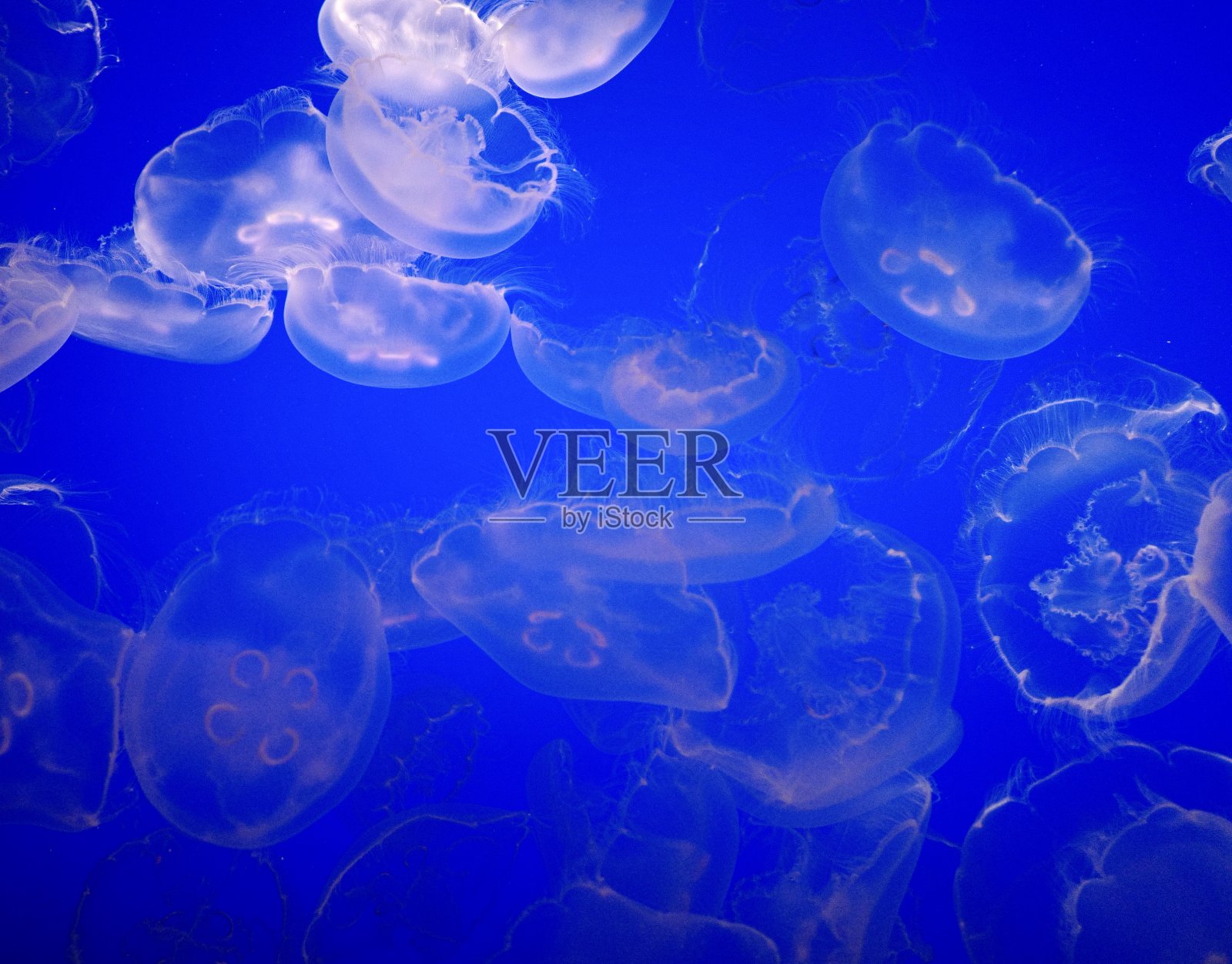 水母照片摄影图片