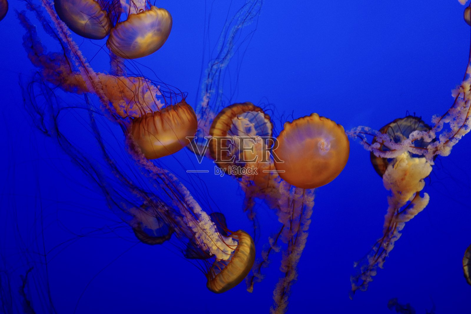 水母照片摄影图片