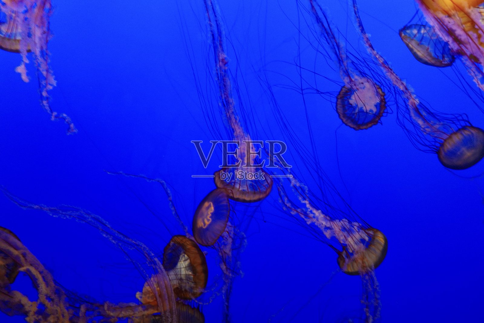 水母照片摄影图片