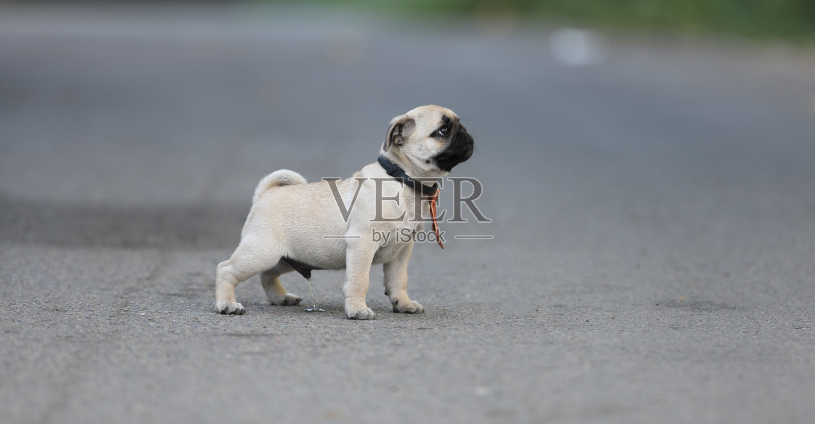 可爱的小狗在院子里玩耍照片摄影图片
