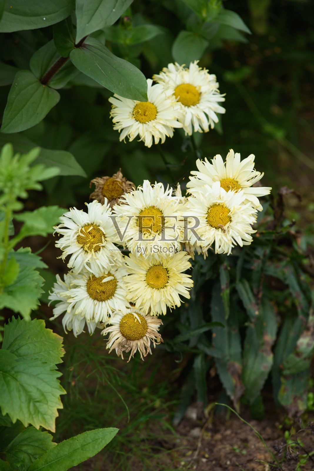 花床上的白菊花特写照片摄影图片