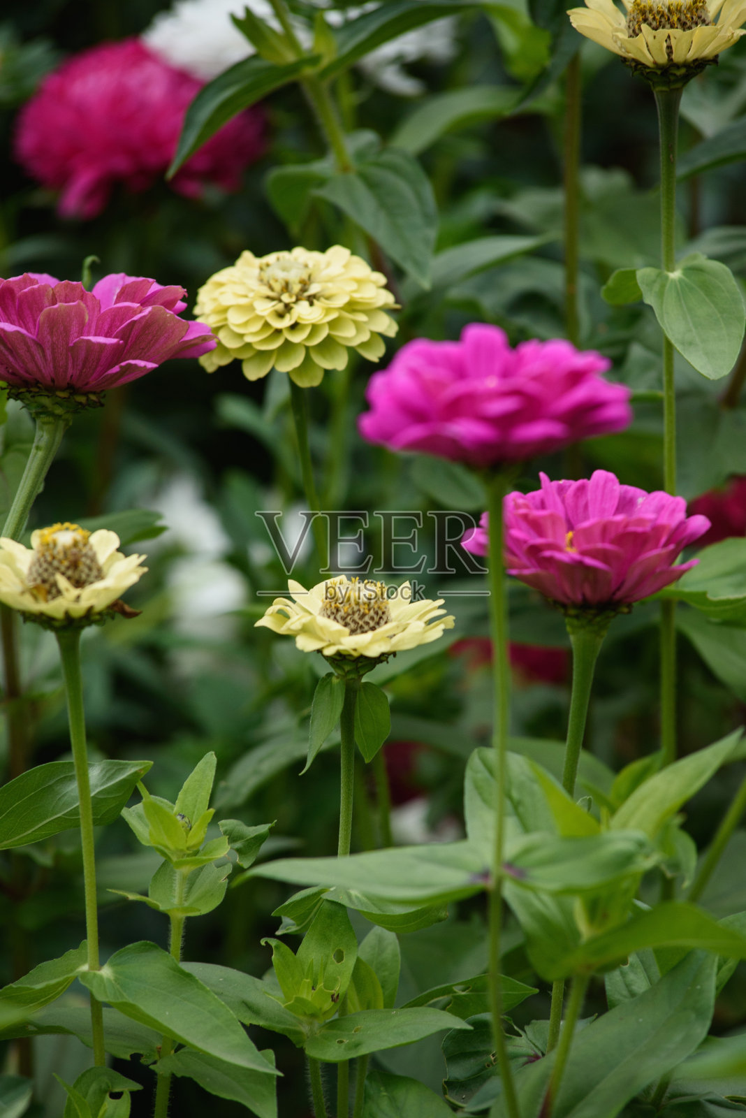 花园里有一个长满百日菊的花坛照片摄影图片