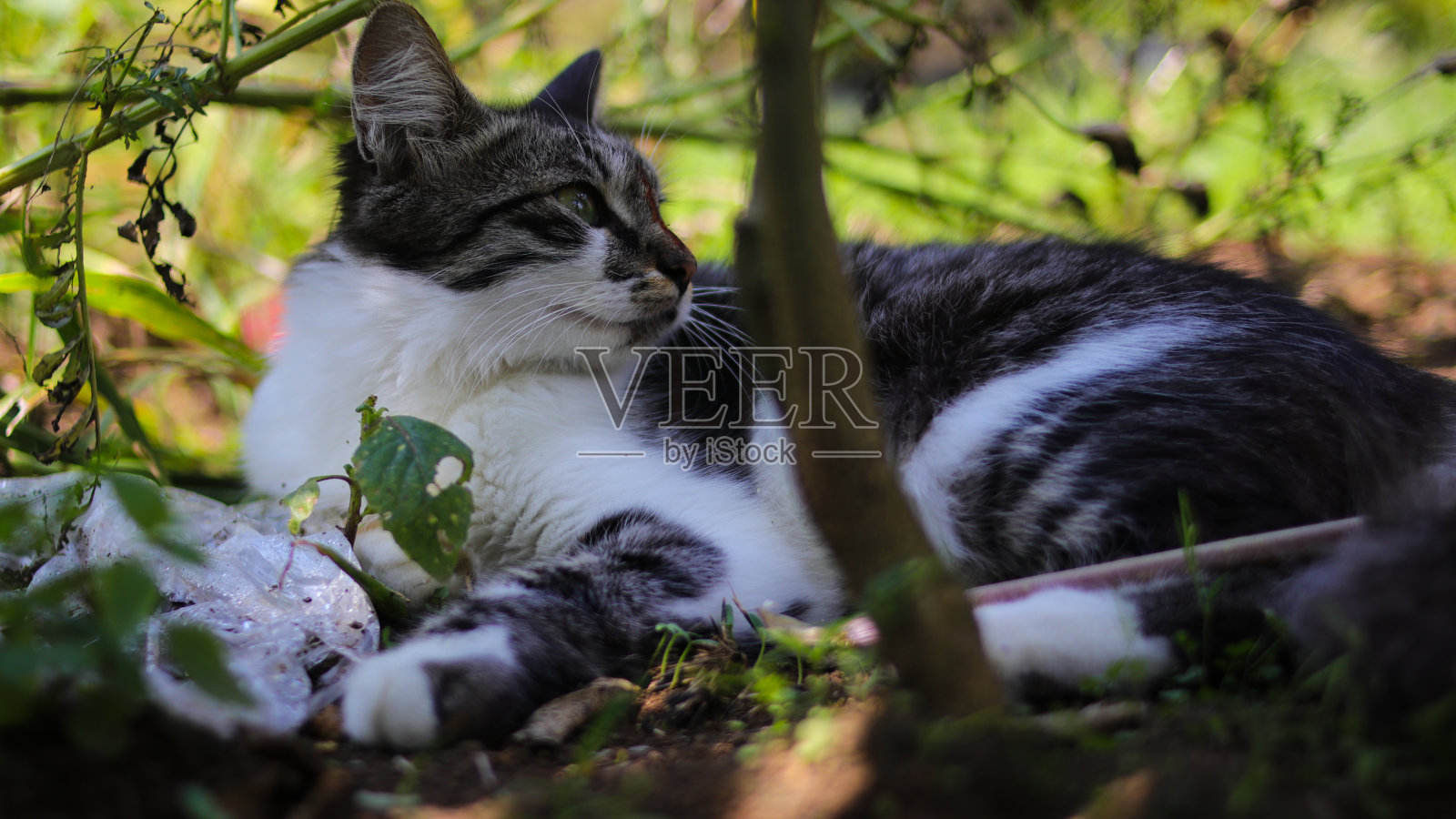 花园里有只可爱的小猫照片摄影图片