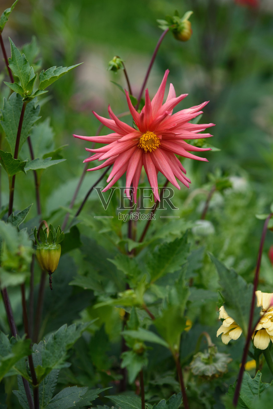 花床上大丽花的特写照片摄影图片