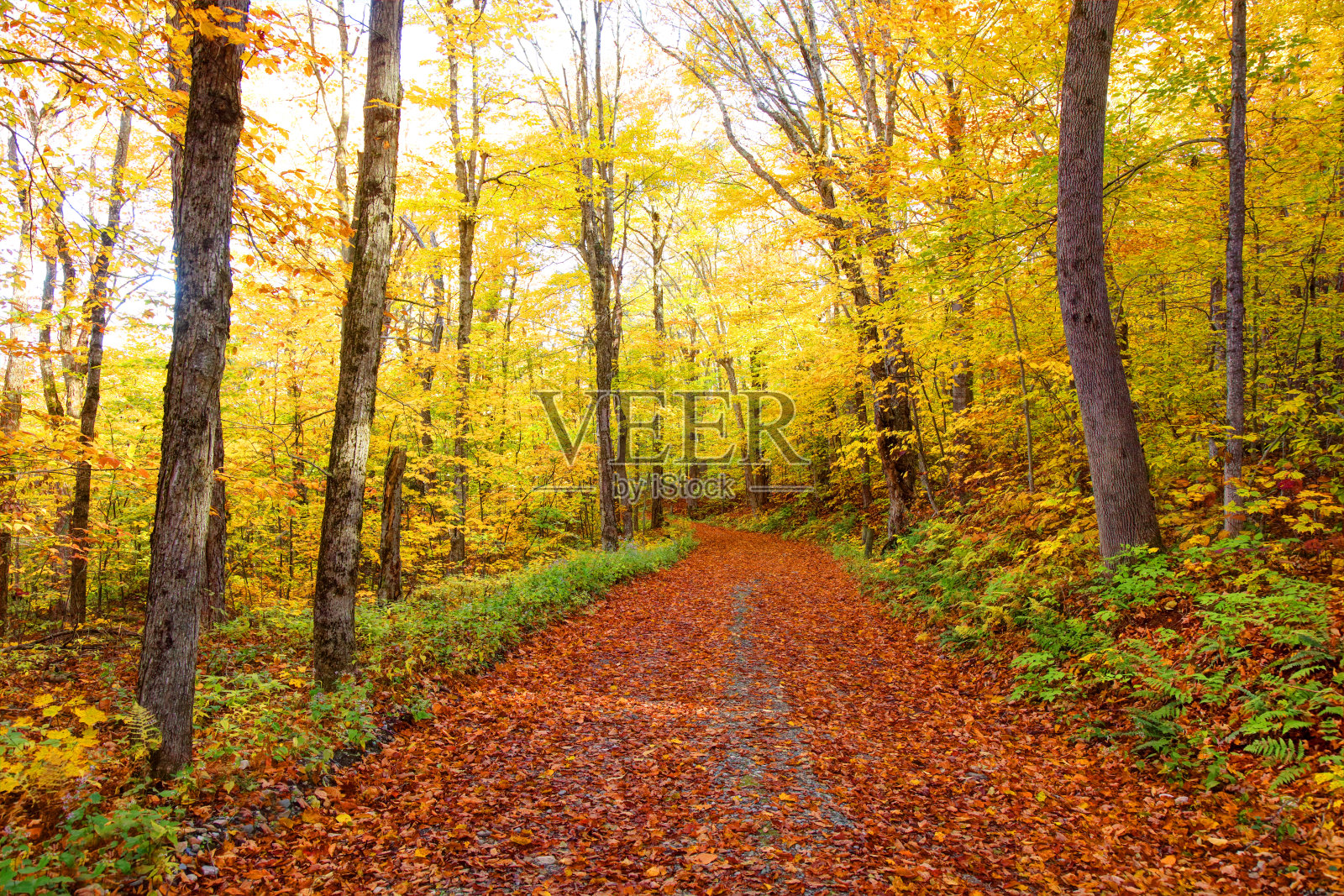 伯克郡格雷洛克山的秋天小径照片摄影图片